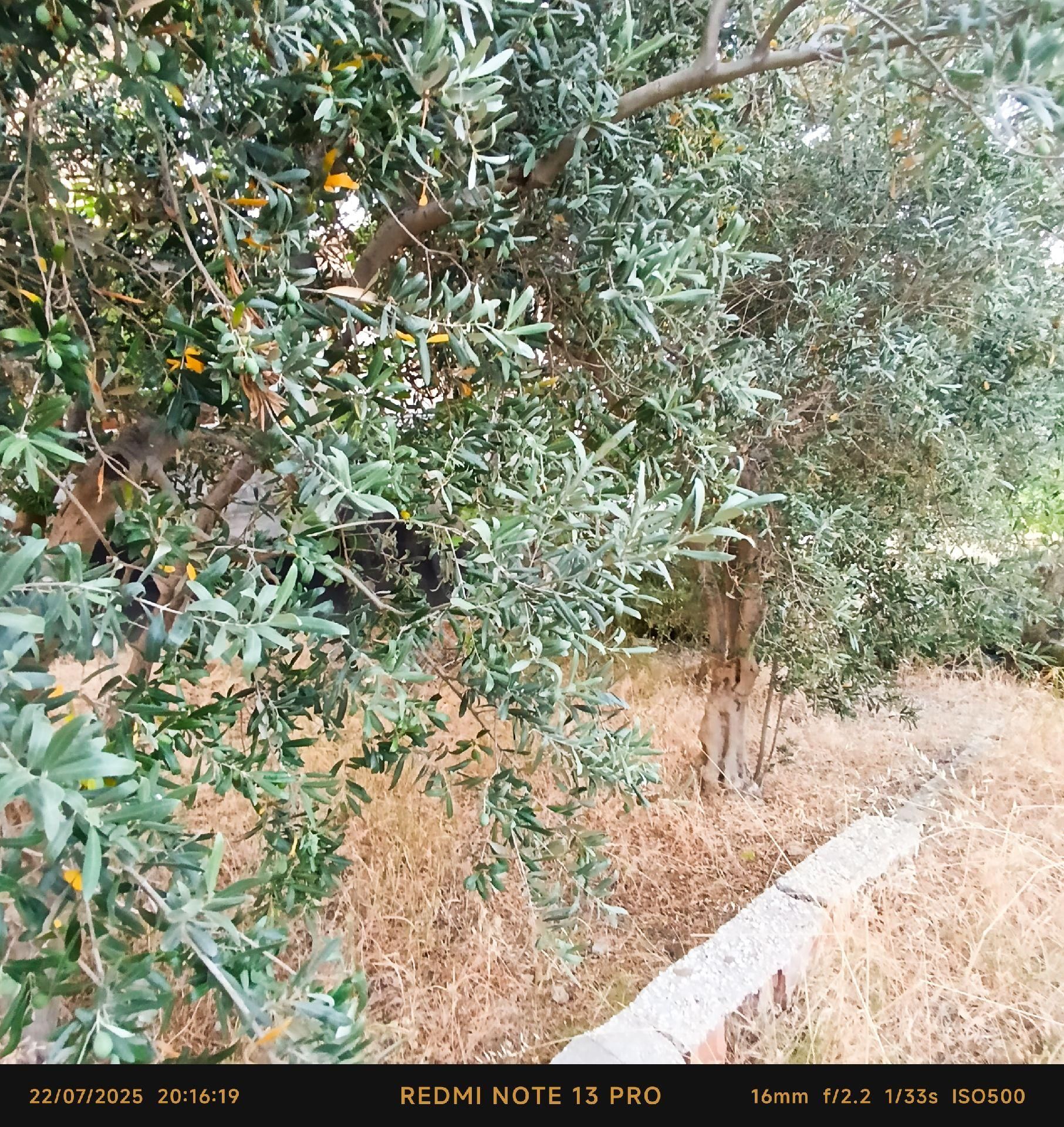 Şarköy İstiklal De 255 M2 Arsa İçinde Müstakil Ev - Görsel 2