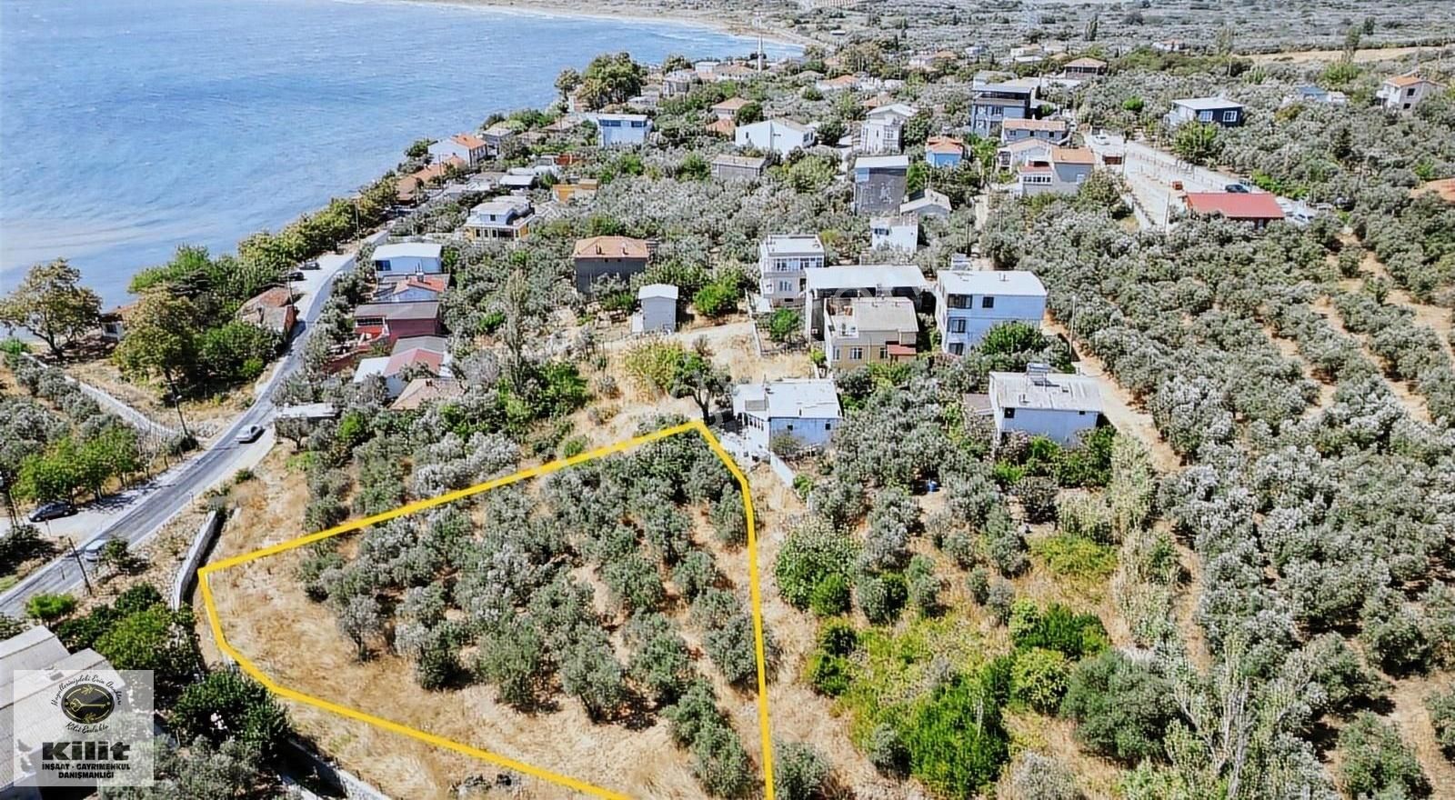 Kilit Emlak'tan Aşağı Yapıcı'da Deniz Manzaralı Zeytinlik - Görsel 2