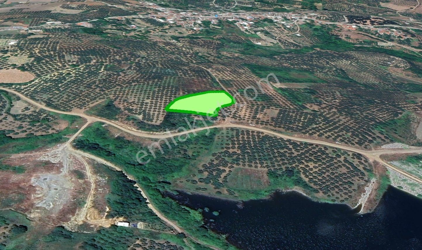 Cb Focus'tan Mudanya / Yalıçiftlik 'te Müstakil Zeytinlik - Görsel 6