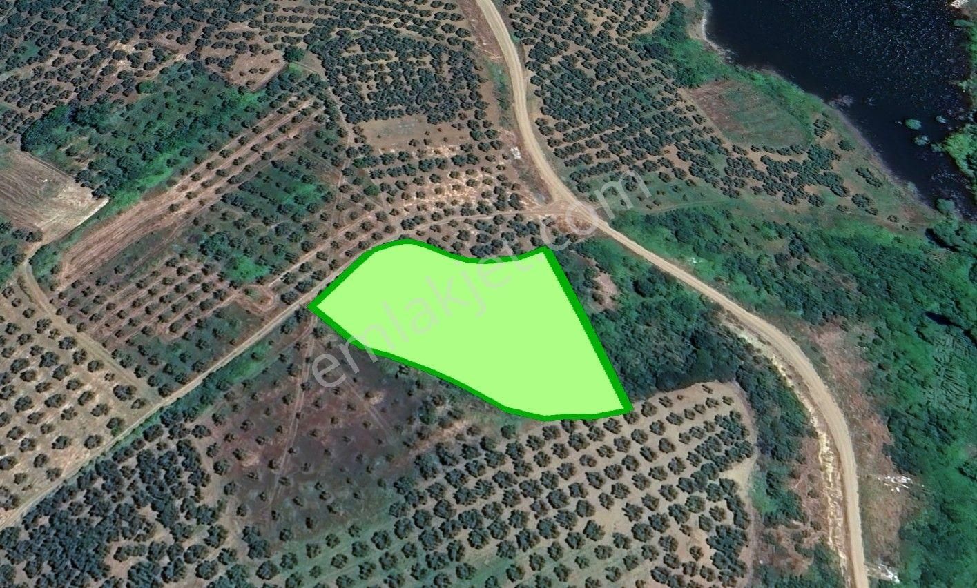 Cb Focus'tan Mudanya / Yalıçiftlik 'te Müstakil Zeytinlik - Görsel 2