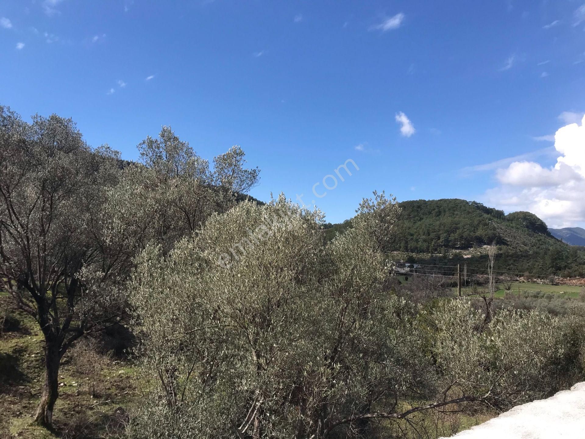 Çengerde Huzurlu Doğa Ortamında Pazarlıklı Satılık Arsa Fırsat - Görsel 24