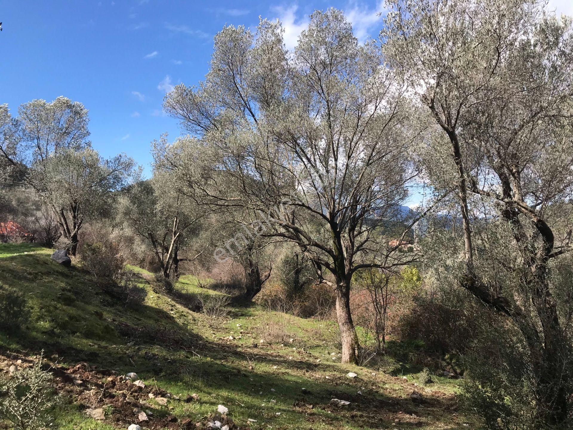 Çengerde Huzurlu Doğa Ortamında Pazarlıklı Satılık Arsa Fırsat - Görsel 20