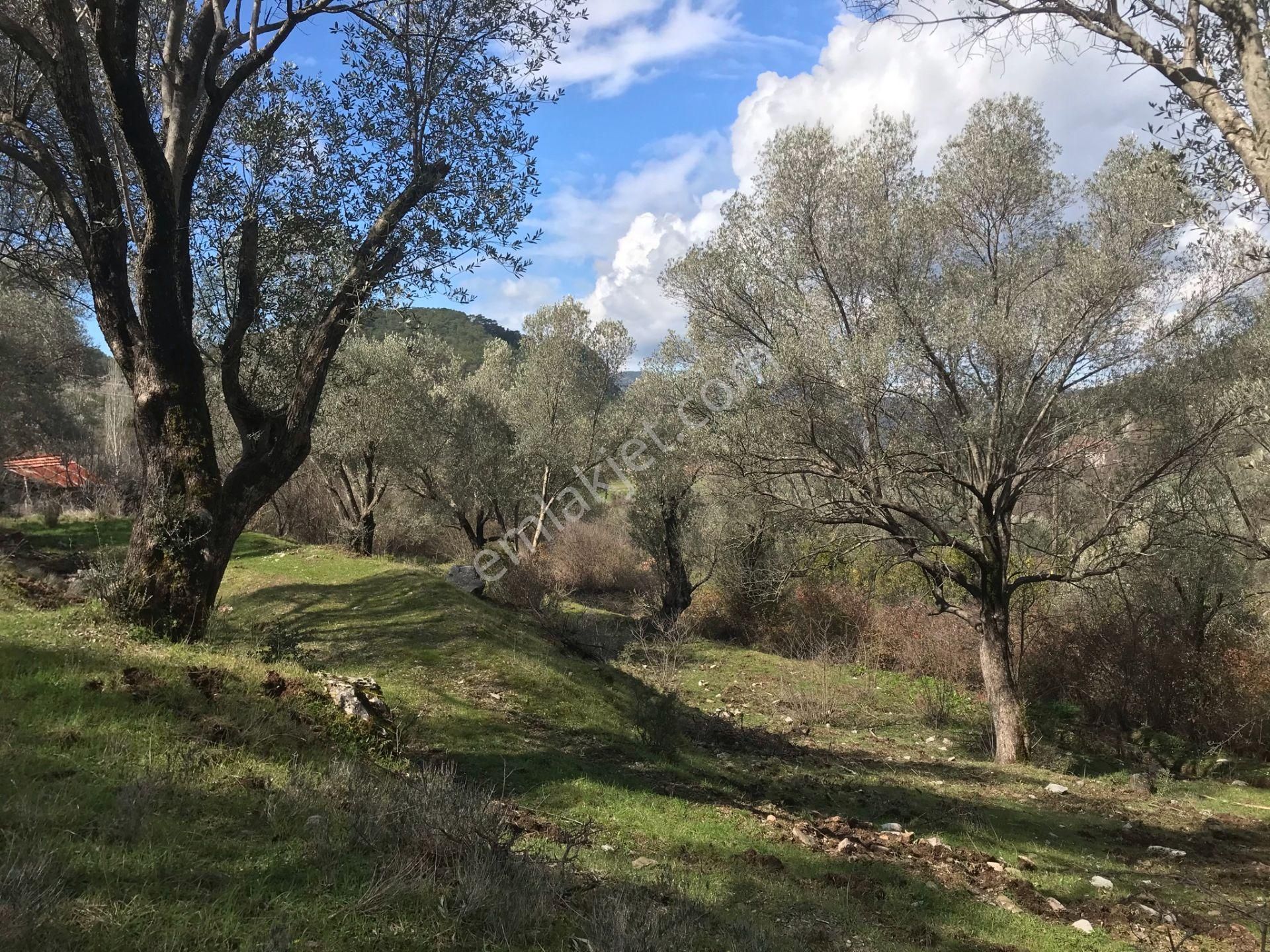 Çengerde Huzurlu Doğa Ortamında Pazarlıklı Satılık Arsa Fırsat - Görsel 19