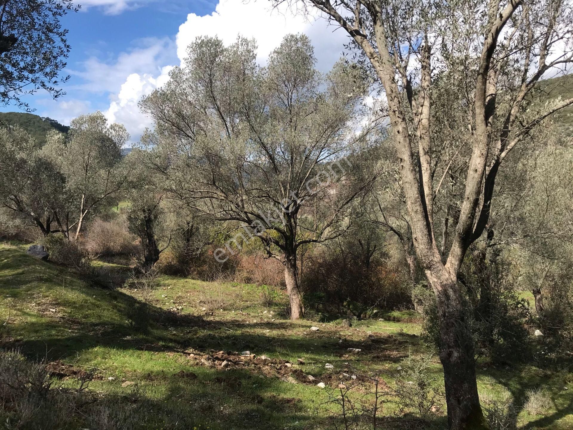 Çengerde Huzurlu Doğa Ortamında Pazarlıklı Satılık Arsa Fırsat - Görsel 15