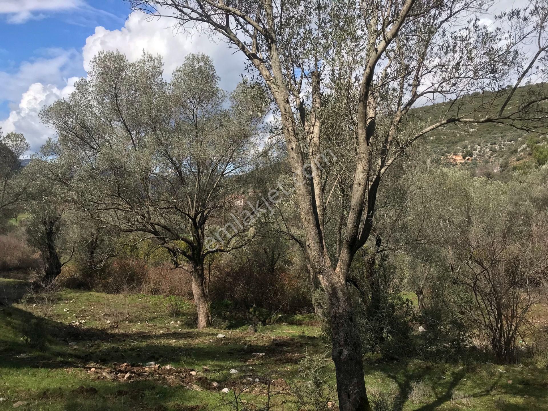 Çengerde Huzurlu Doğa Ortamında Pazarlıklı Satılık Arsa Fırsat - Görsel 18