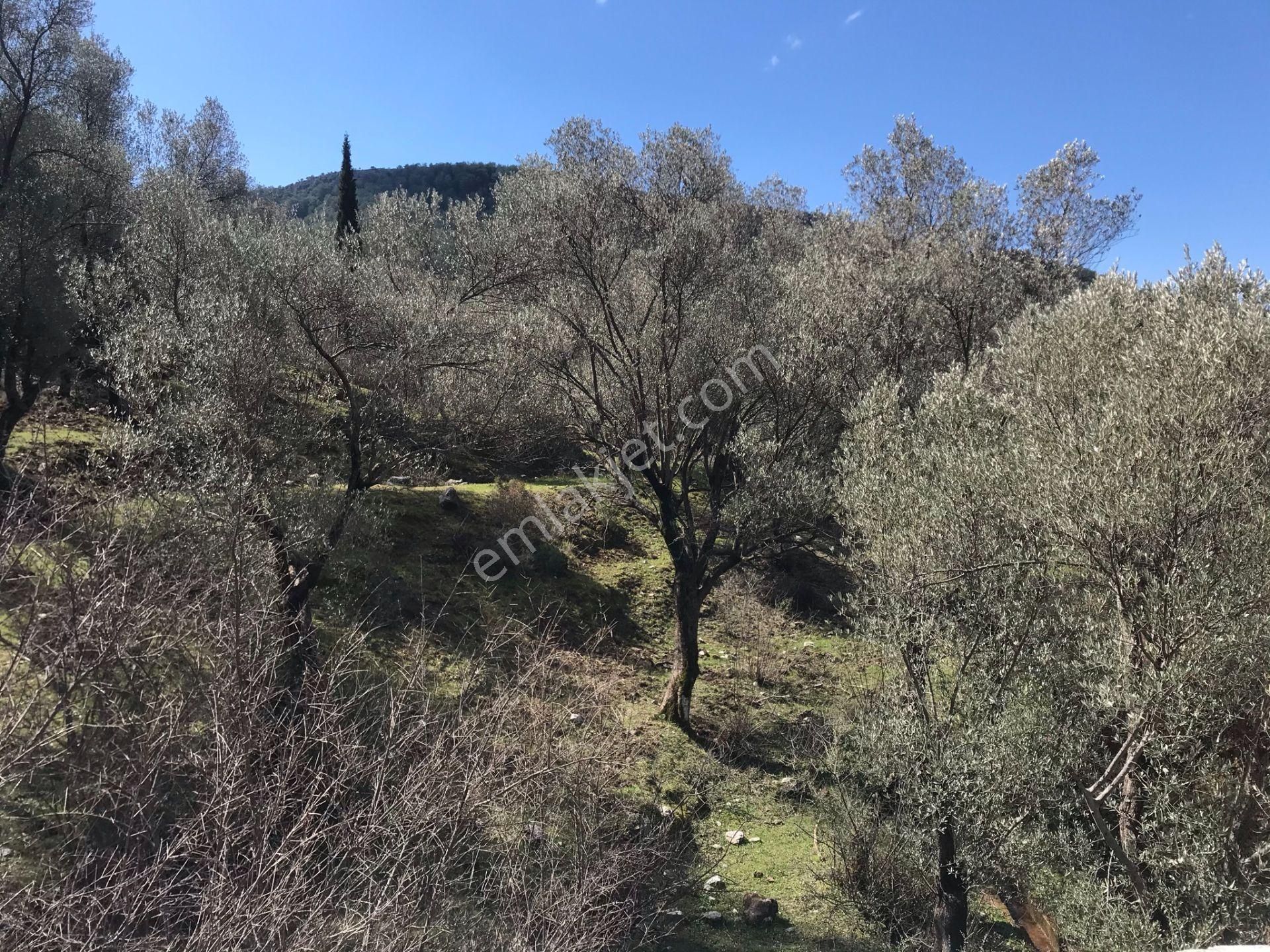 Çengerde Huzurlu Doğa Ortamında Pazarlıklı Satılık Arsa Fırsat - Görsel 23