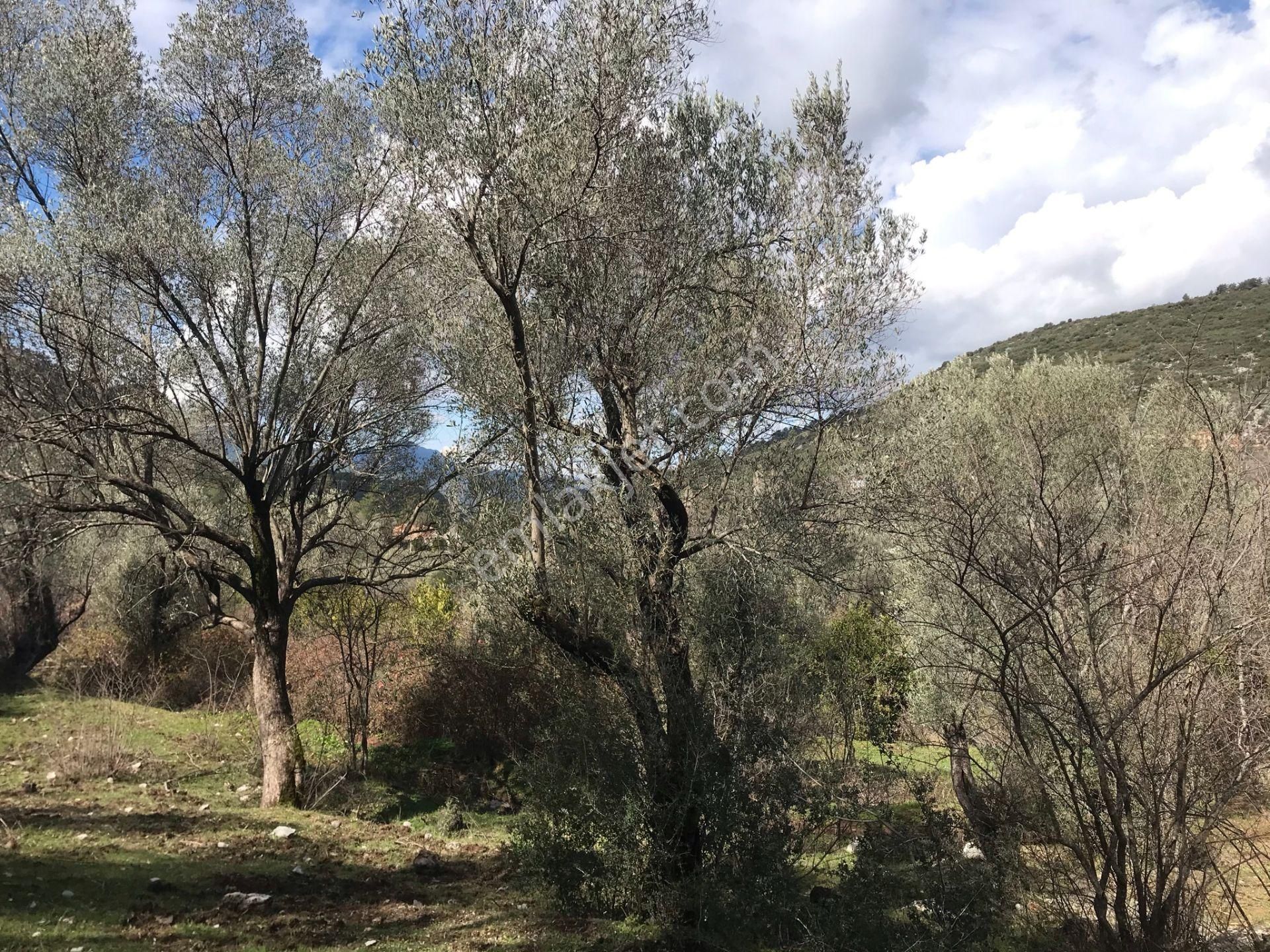 Çengerde Huzurlu Doğa Ortamında Pazarlıklı Satılık Arsa Fırsat - Görsel 21