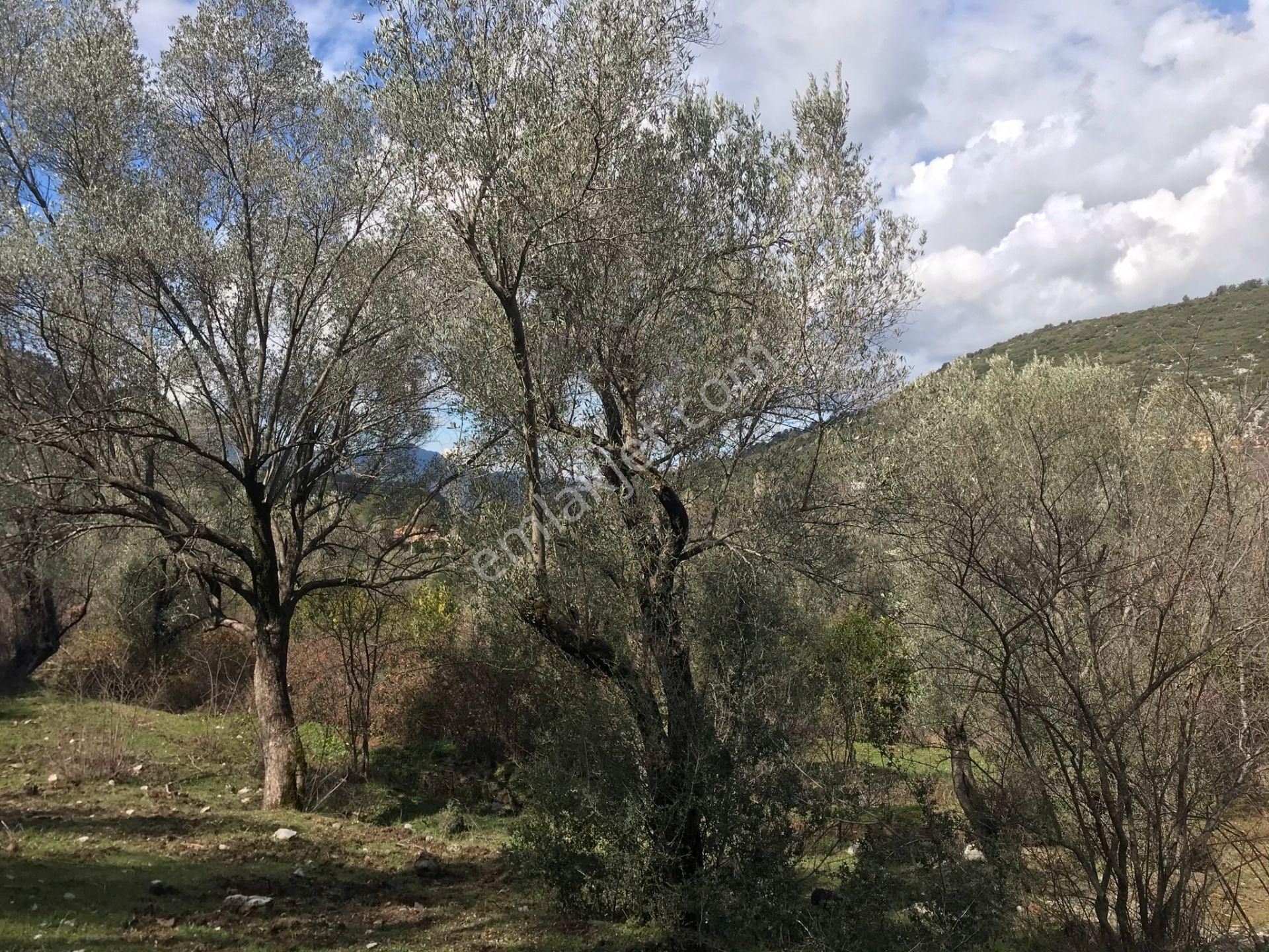 Çengerde Huzurlu Doğa Ortamında Pazarlıklı Satılık Arsa Fırsat - Görsel 22