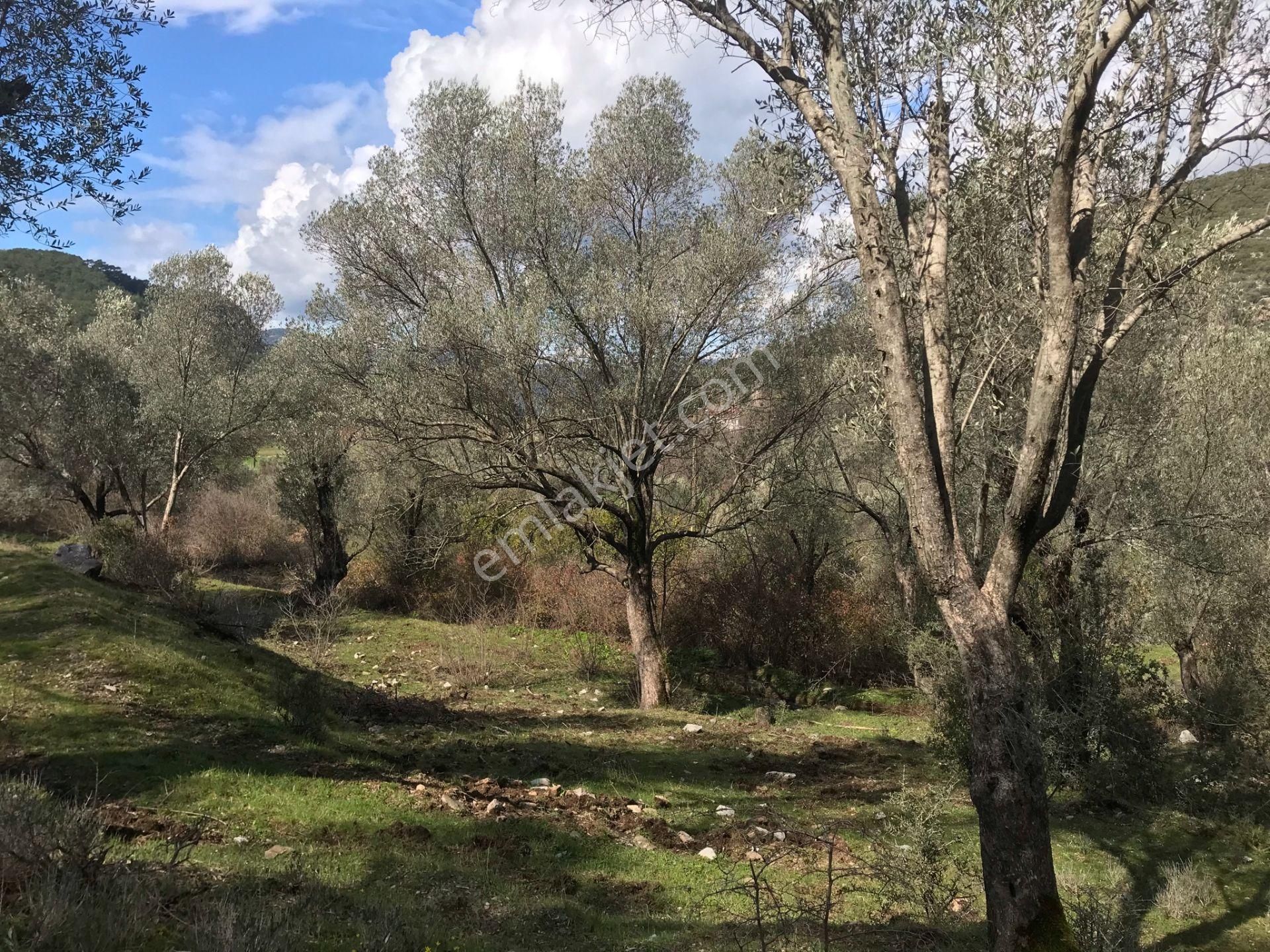 Çengerde Huzurlu Doğa Ortamında Pazarlıklı Satılık Arsa Fırsat - Görsel 16