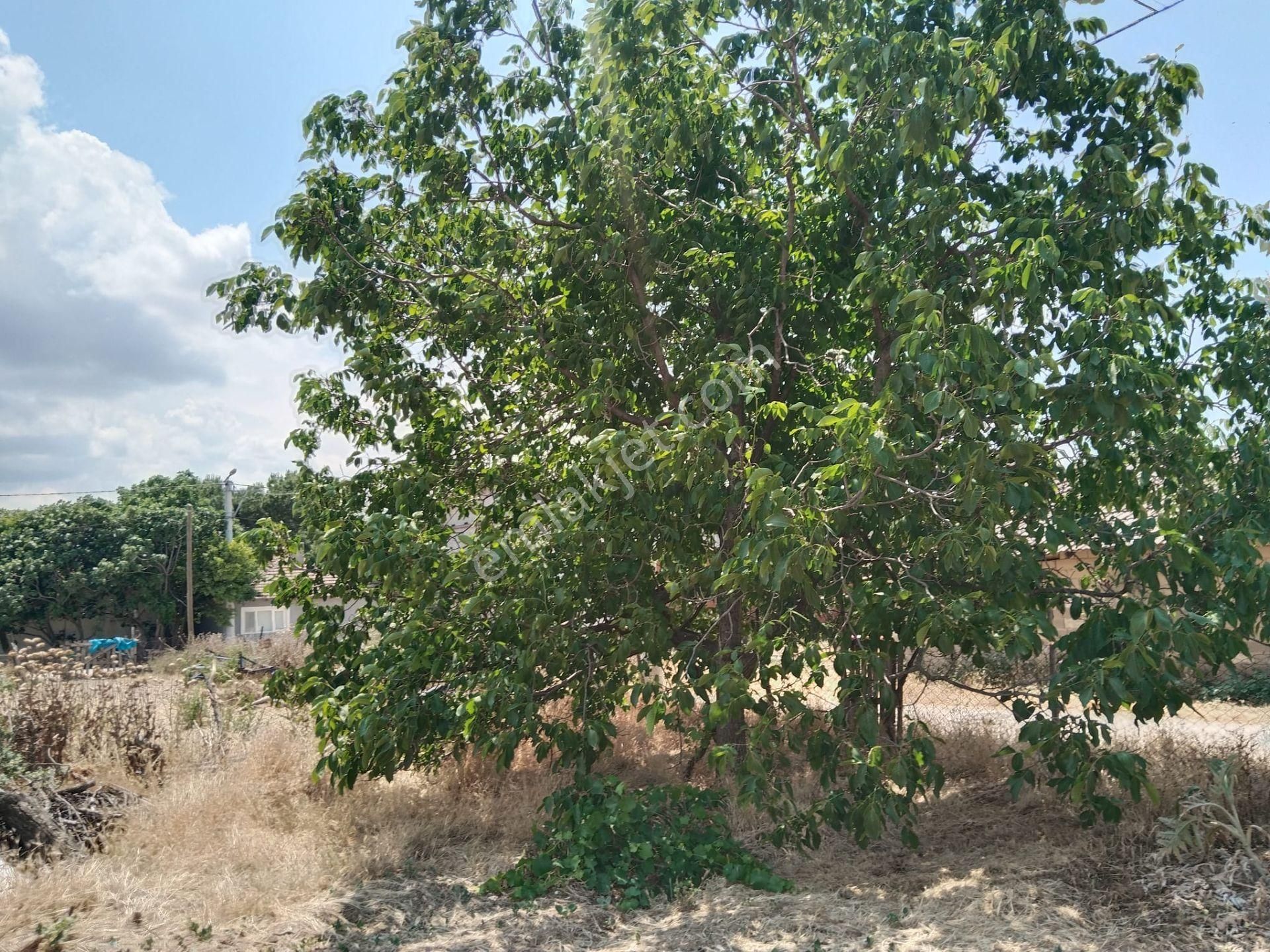 Bursa Yenişehir Çelebi Mah. Acil Satılık Çiftlik Evi Ve 1200 M2 Arsa Acil - Görsel 4