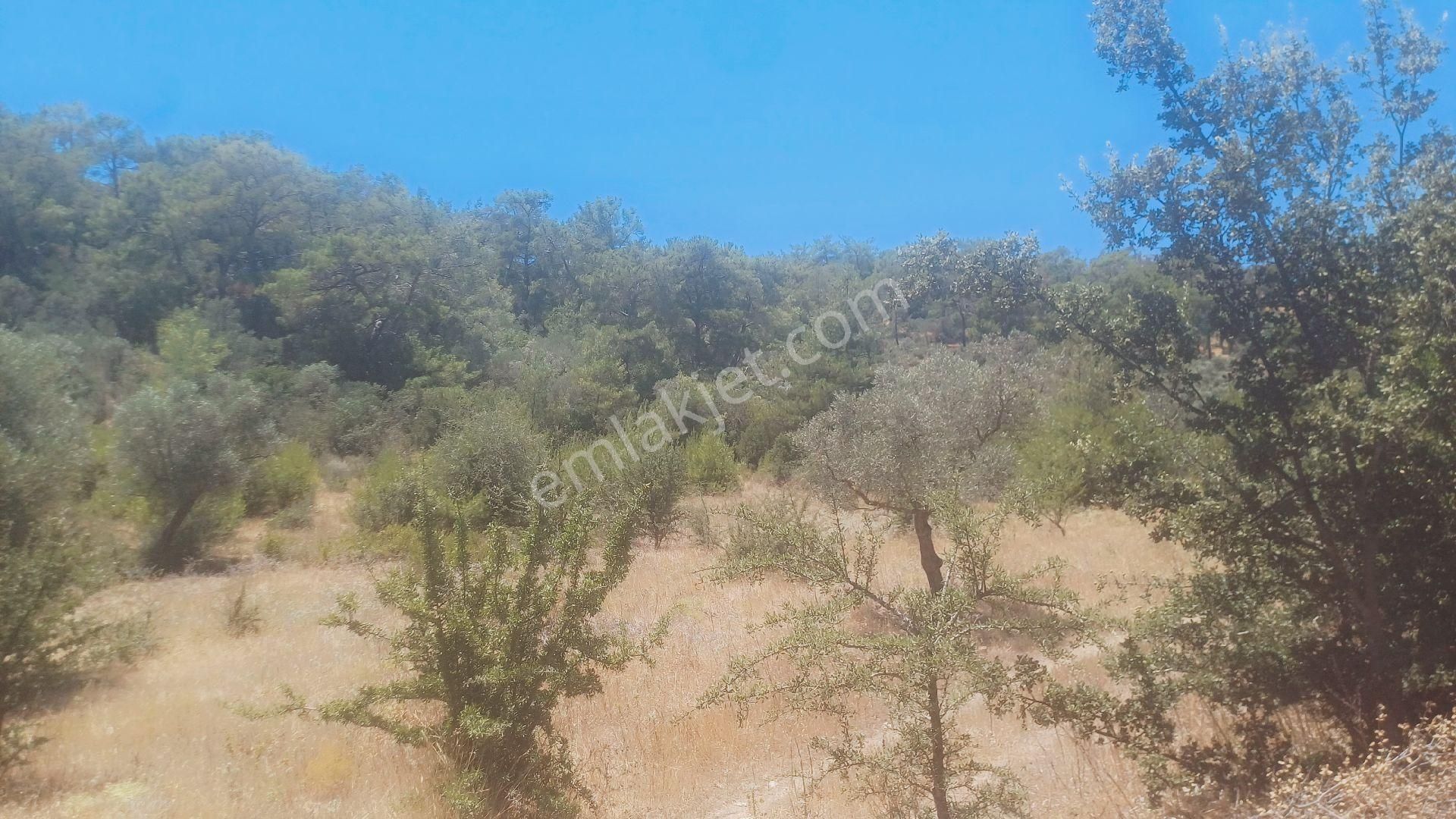 Kazikli Mahallesinde Satılık 14 Dönüm Tarla - Görsel 13