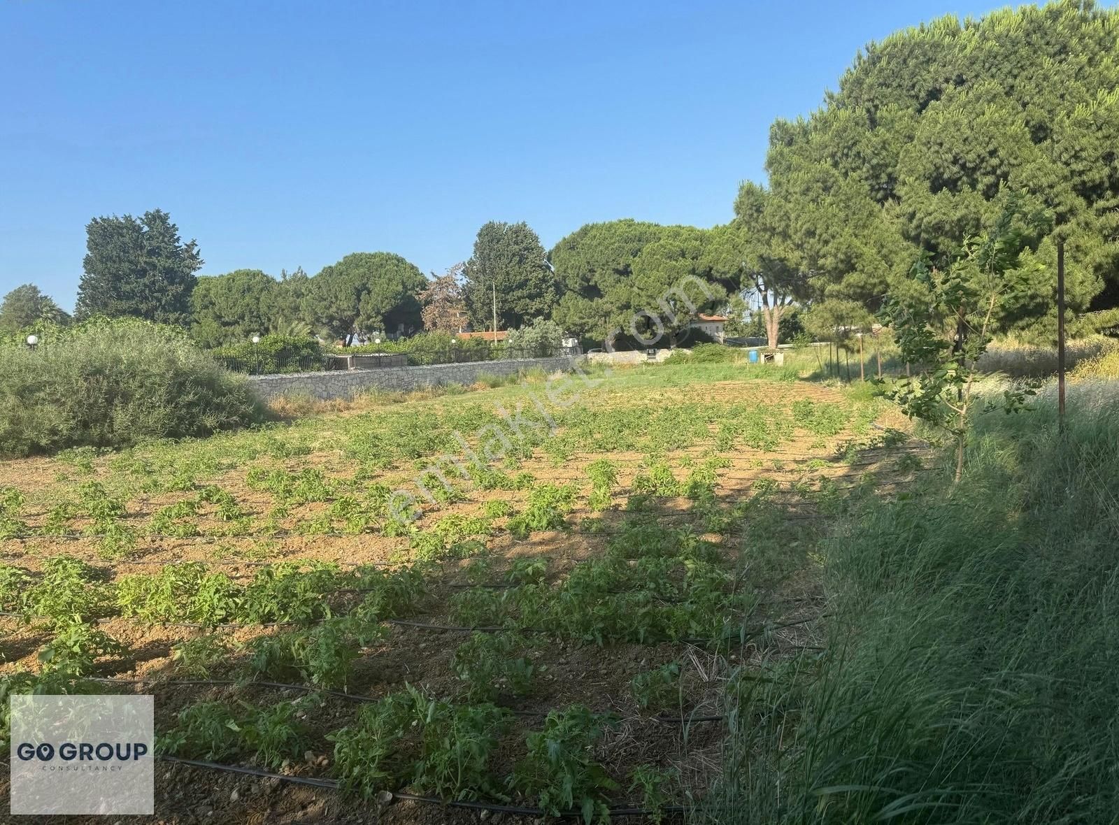 Urla İskele Ağaçlı Yolda Satılık Tarla - Görsel 11