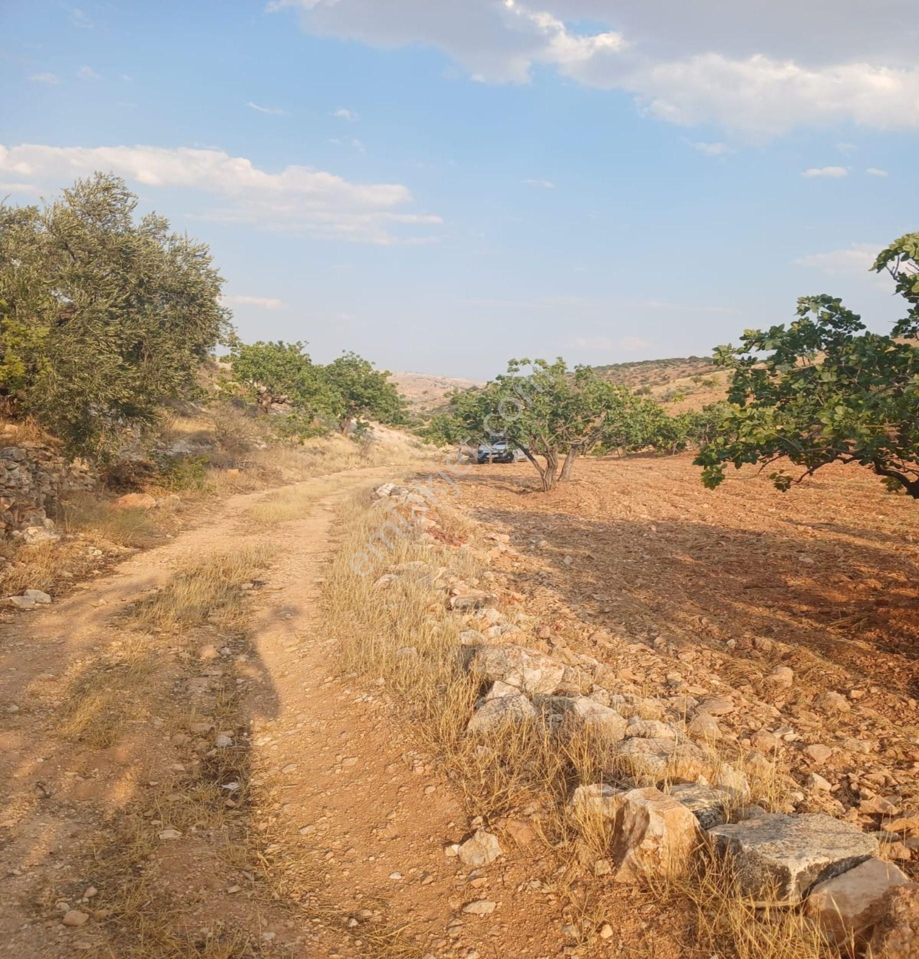 Nizip Çanakçı Da 17800 M2 Çok Uygun Bakımlı Fıstık Tarlası