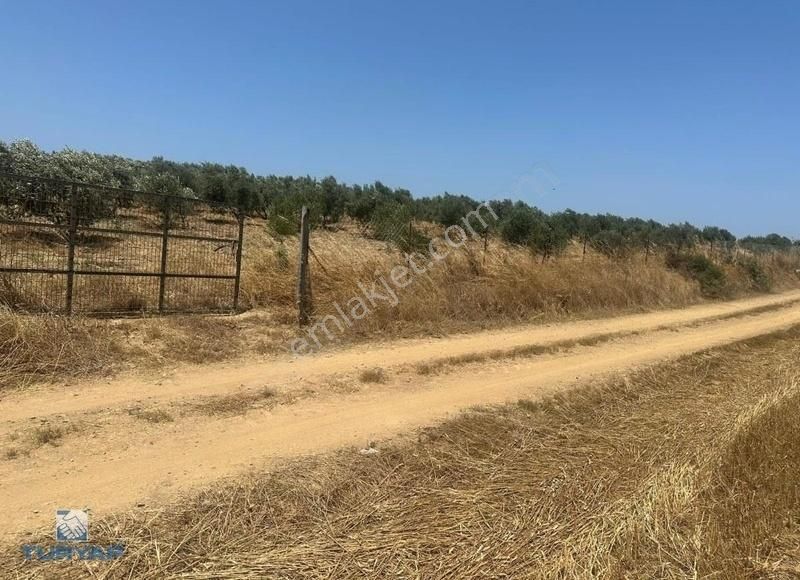 Çanakkale Karabiga Ulucami'de Zeytinlikli 7.085m2 Satılık Tarla - Görsel 2