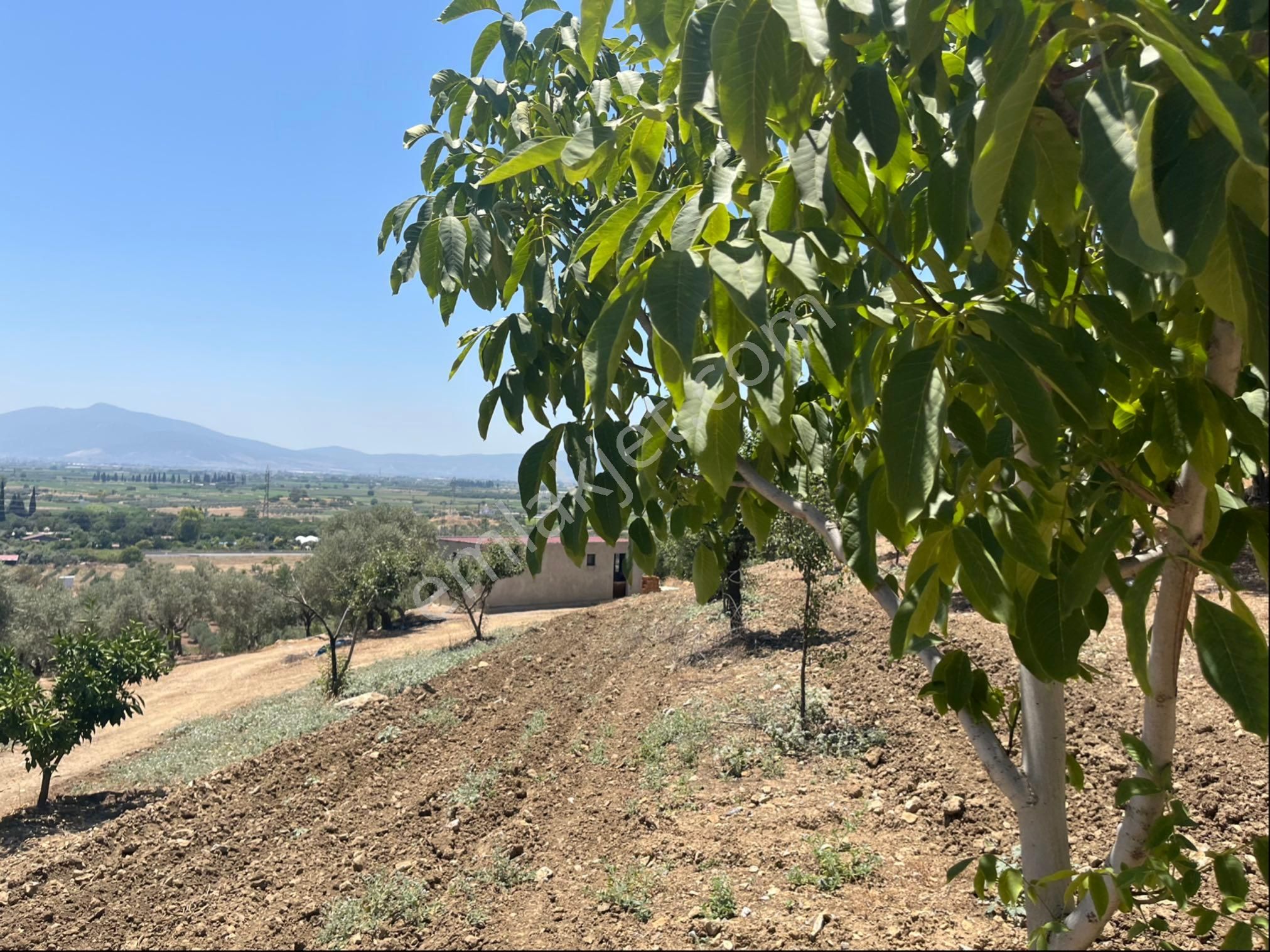 Torbalı Arslanlar Mah. 27200m2 Müstakil Satılık Zeytinlik - Görsel 31