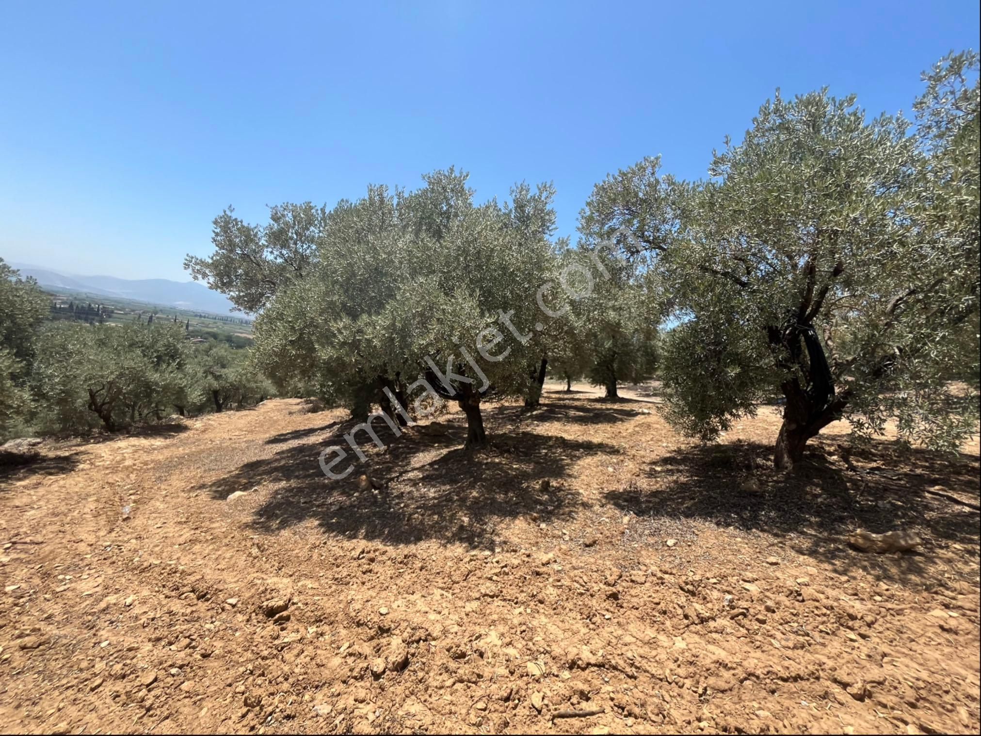 Torbalı Arslanlar Mah. 27200m2 Müstakil Satılık Zeytinlik - Görsel 25
