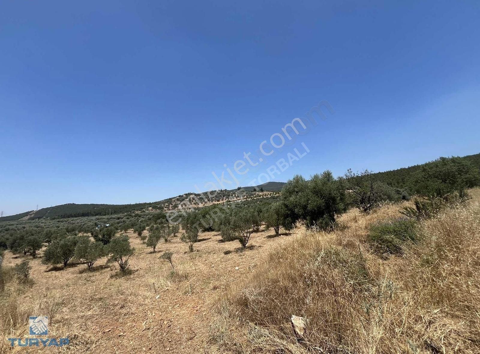 Torbalı Arslanlar Mah. 27200m2 Müstakil Satılık Zeytinlik - Görsel 2