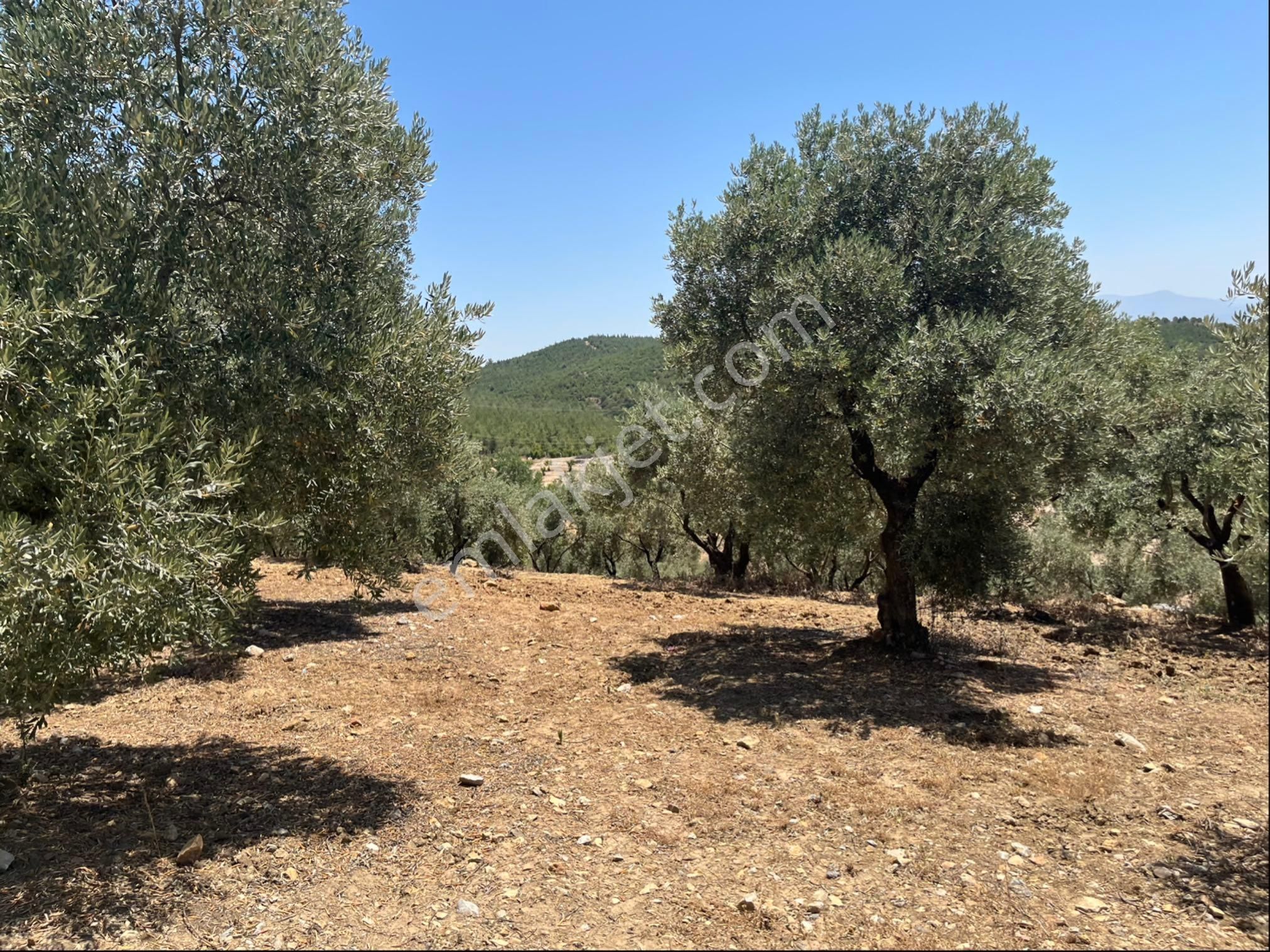Torbalı Arslanlar Mah. 27200m2 Müstakil Satılık Zeytinlik - Görsel 28