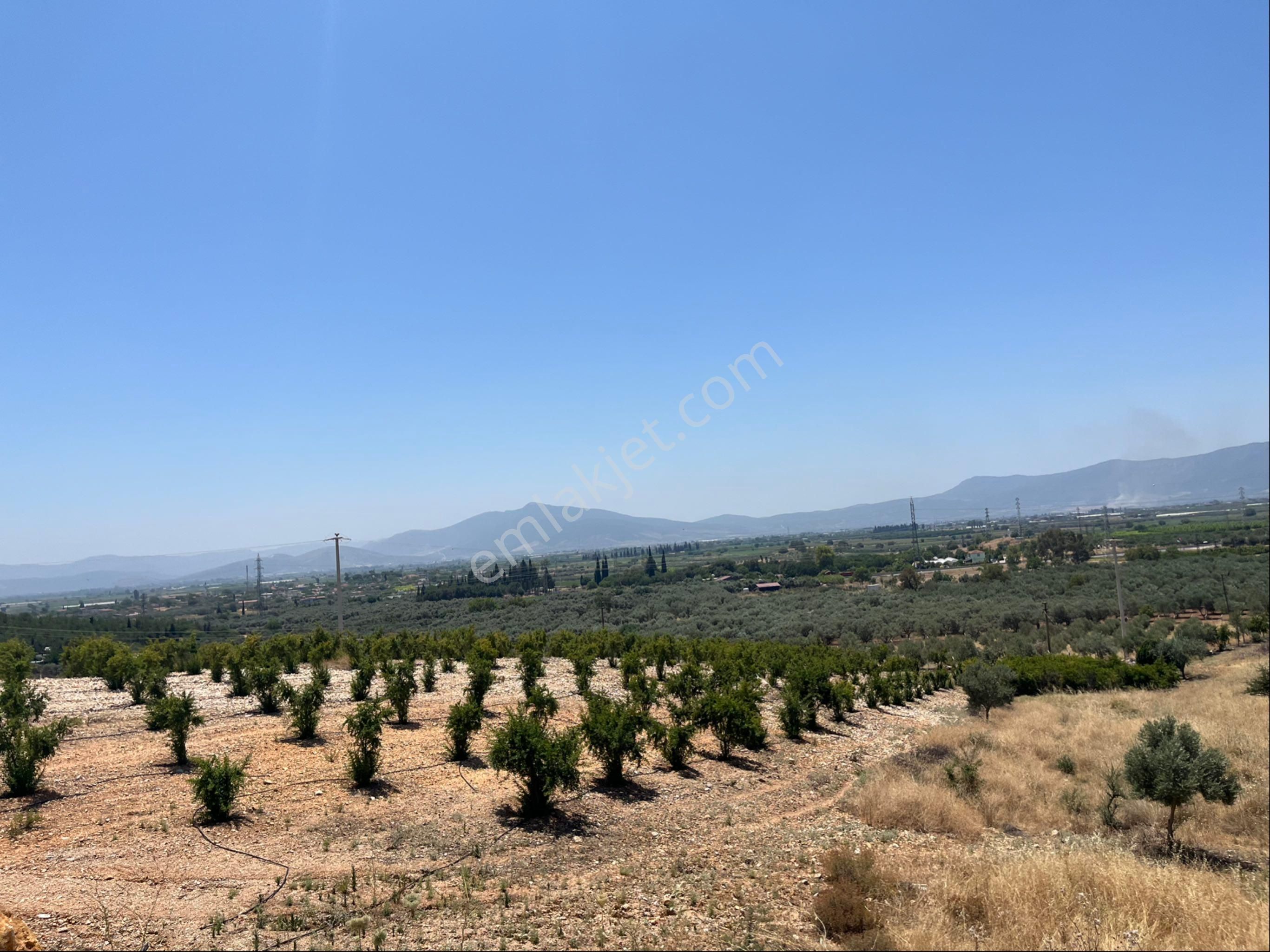 Torbalı Arslanlar Mah. 27200m2 Müstakil Satılık Zeytinlik - Görsel 12