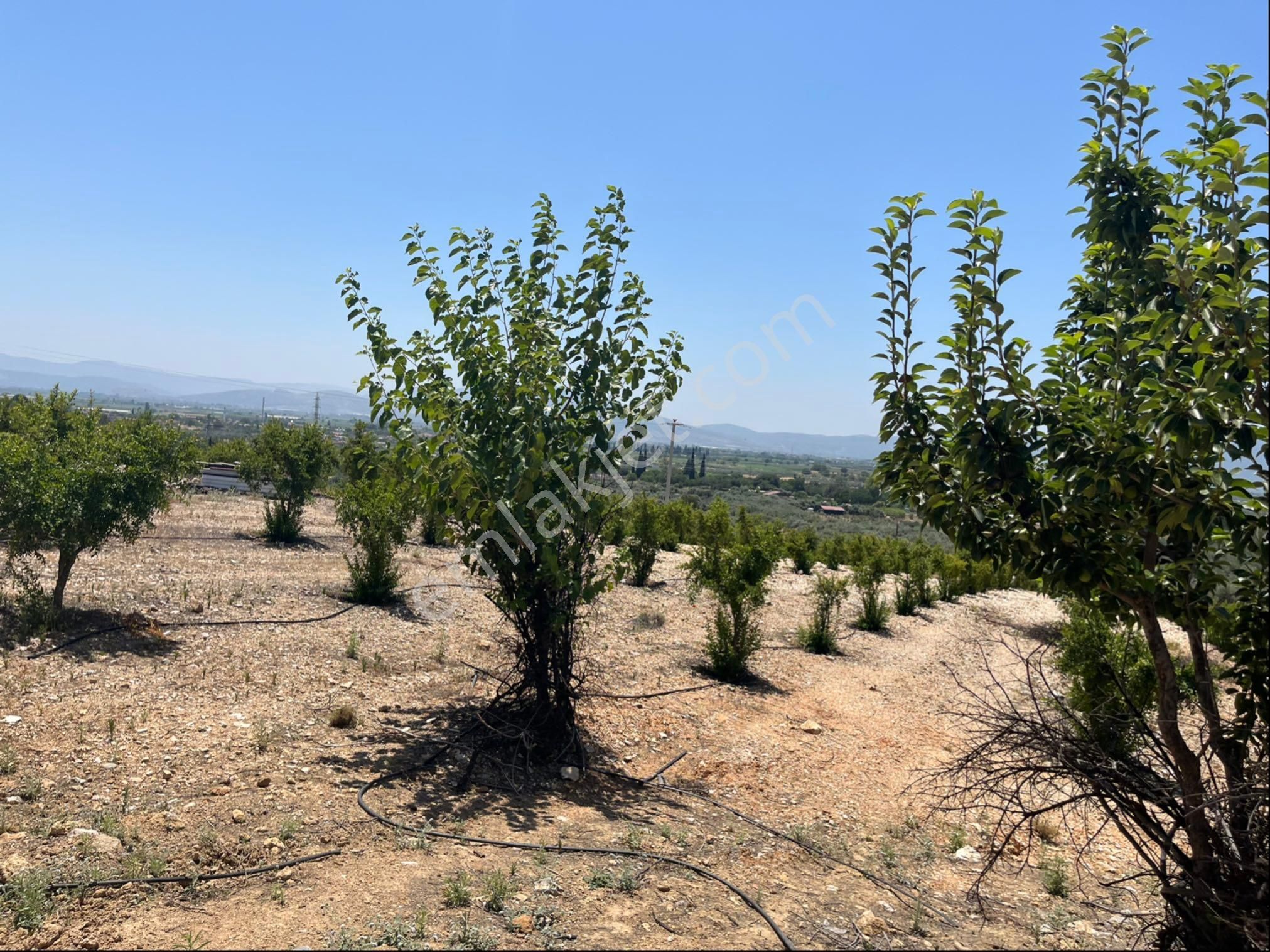 Torbalı Arslanlar Mah. 27200m2 Müstakil Satılık Zeytinlik - Görsel 7