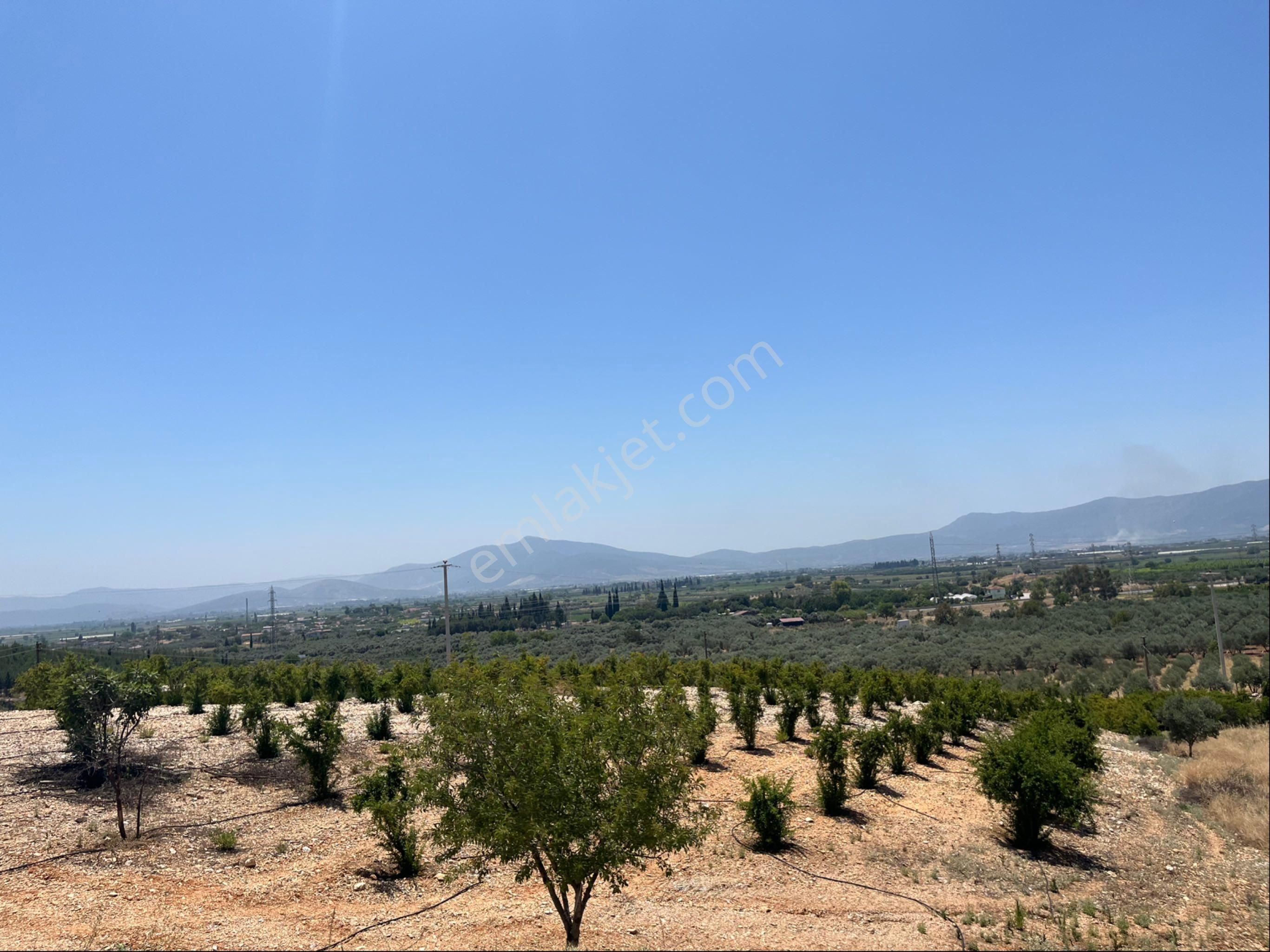 Torbalı Arslanlar Mah. 27200m2 Müstakil Satılık Zeytinlik - Görsel 13