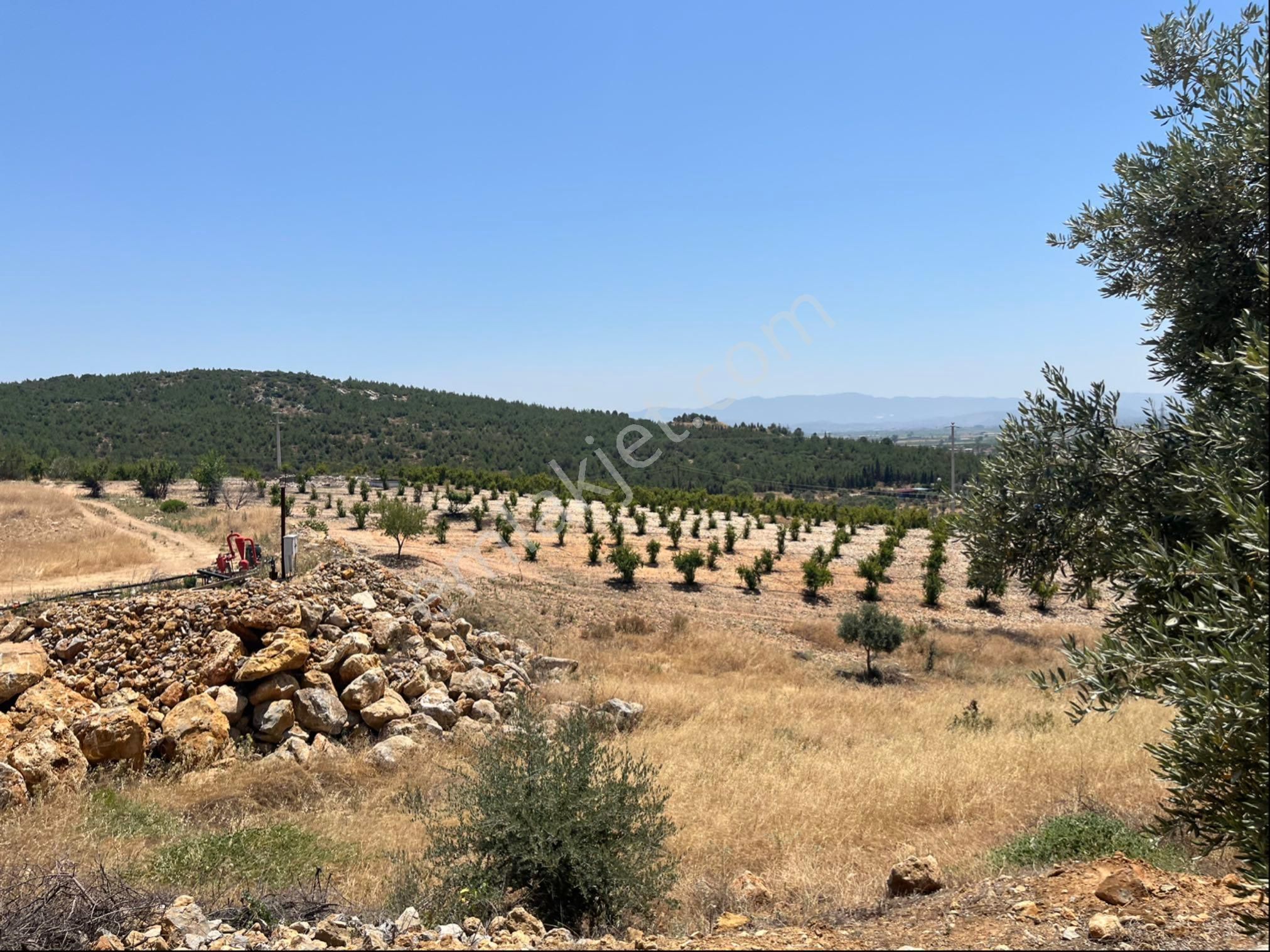 Torbalı Arslanlar Mah. 27200m2 Müstakil Satılık Zeytinlik - Görsel 9