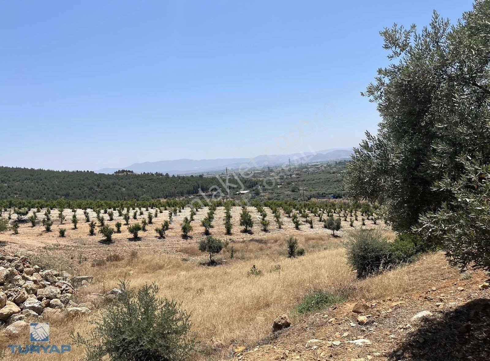 Torbalı Arslanlar Mah. 27200m2 Müstakil Satılık Zeytinlik - Görsel 4