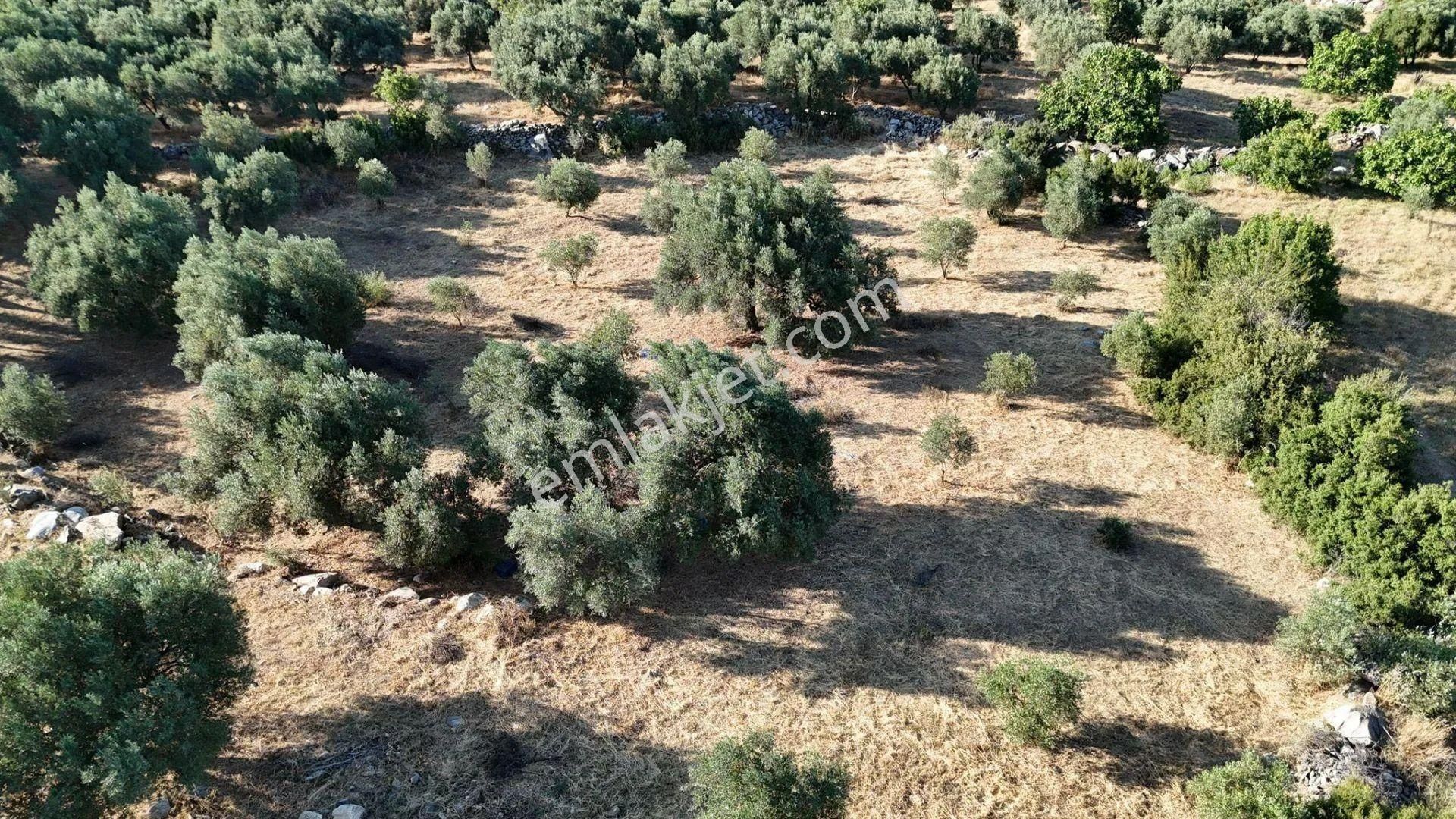 Egelimden Karacasu Çamköyde Elektrik Su Ev Mevcut 23 Dönüm Satılık Süper Zeytinlik - Görsel 16