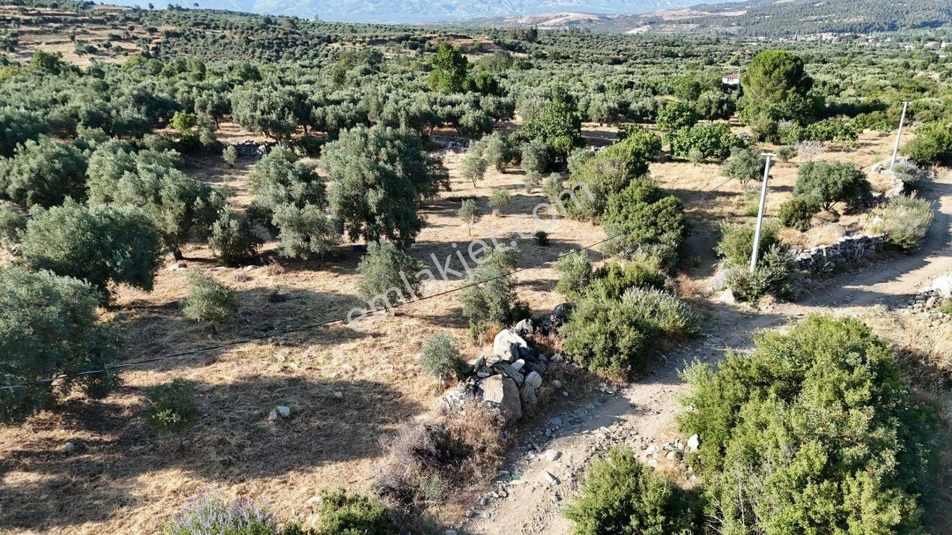 Egelimden Karacasu Çamköyde Elektrik Su Ev Mevcut 23 Dönüm Satılık Süper Zeytinlik - Görsel 13