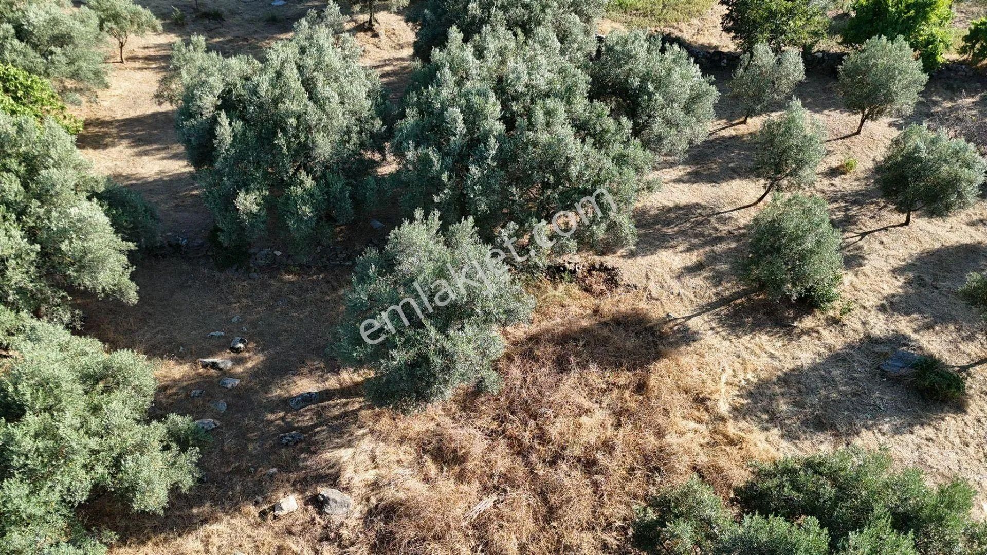 Egelimden Karacasu Çamköyde Elektrik Su Ev Mevcut 23 Dönüm Satılık Süper Zeytinlik - Görsel 10
