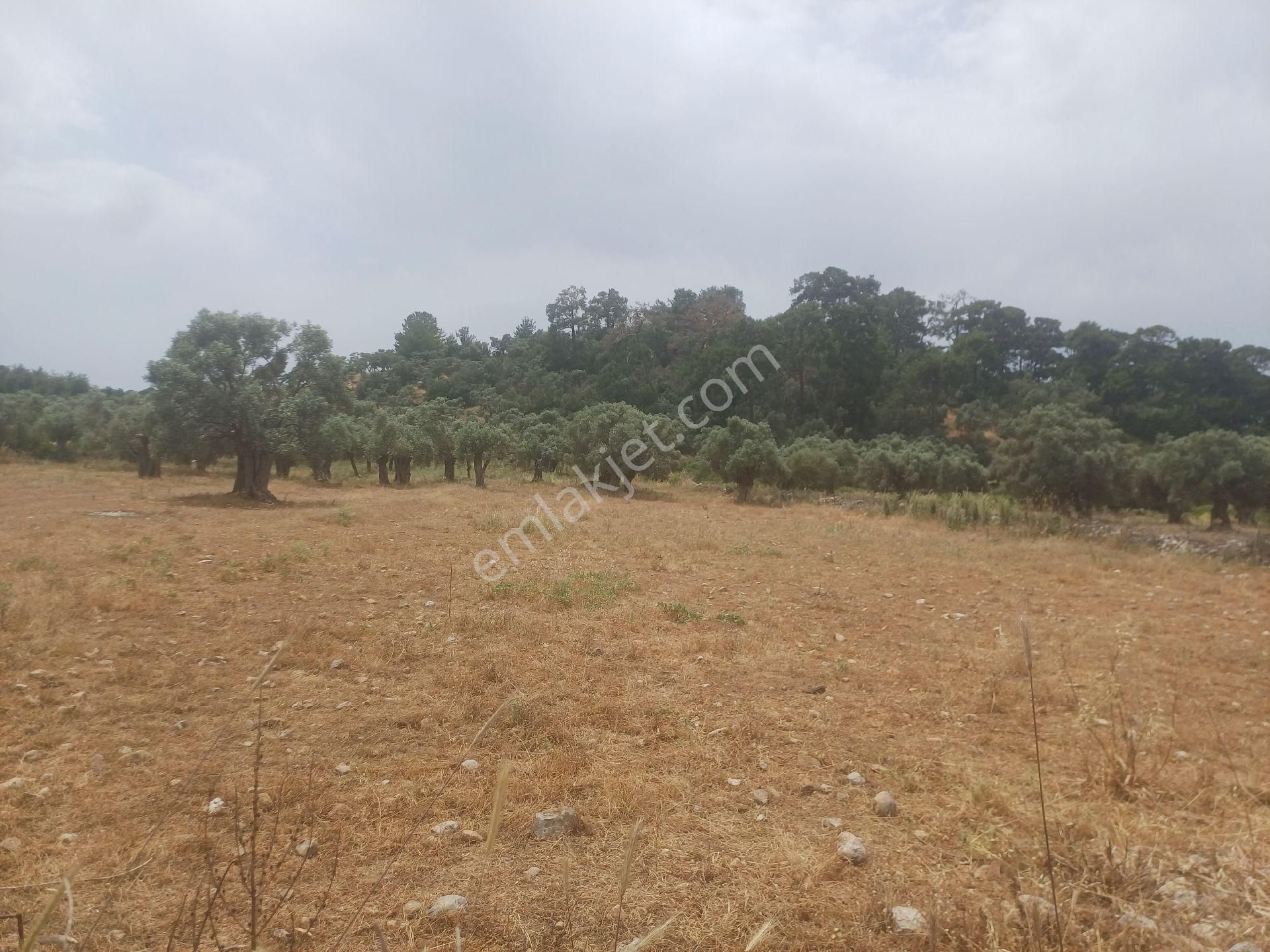Kazikli Mahallesinde Satılık 3500 M2 Tarla - Görsel 2