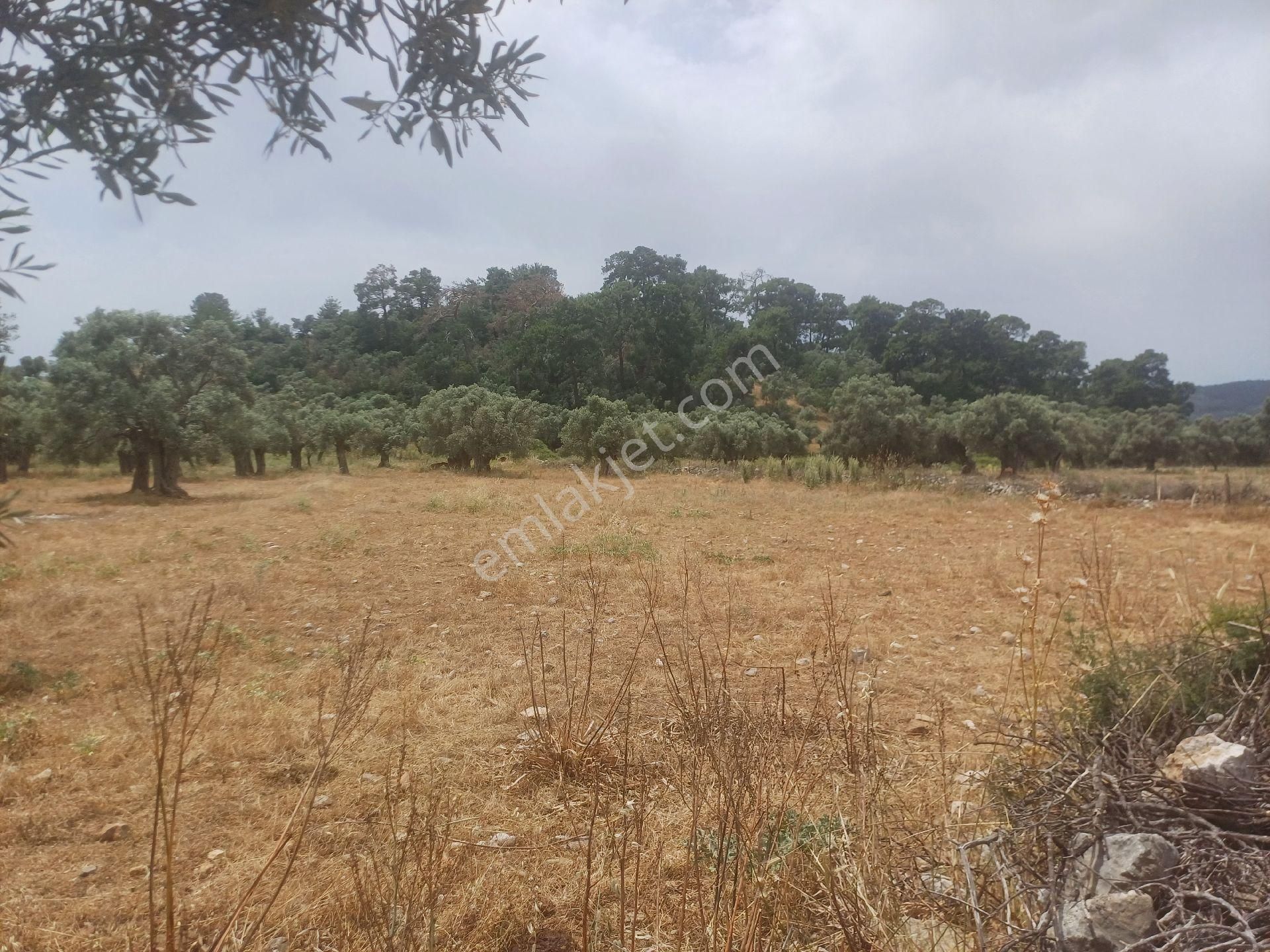 Kazikli Mahallesinde Satılık 3500 M2 Tarla - Görsel 3
