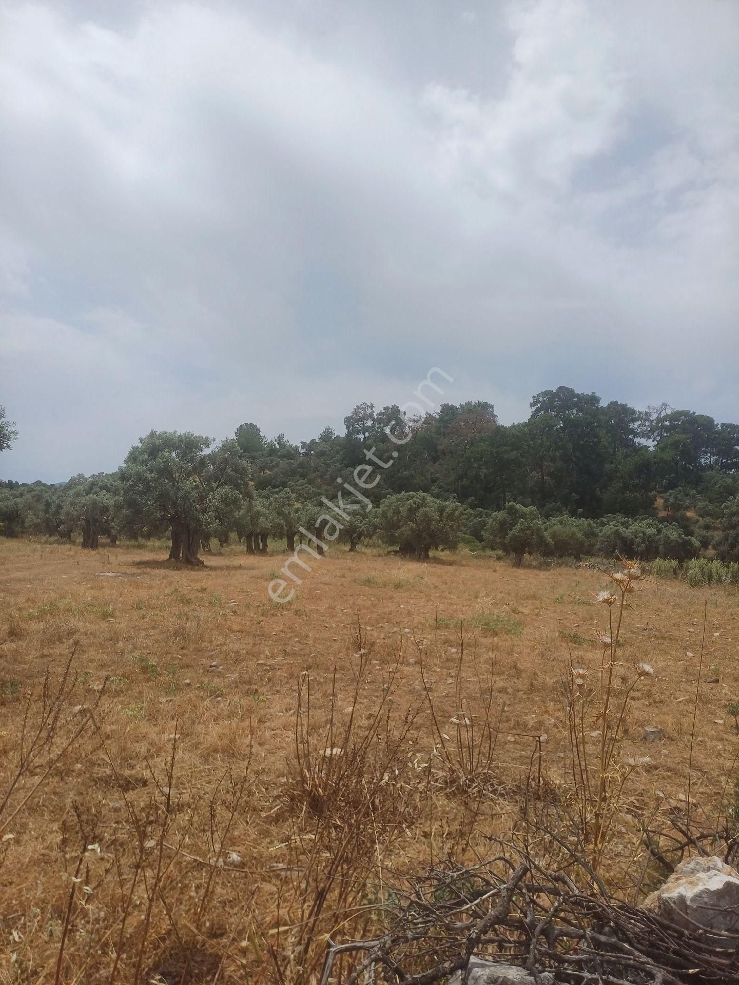 Kazikli Mahallesinde Satılık 3500 M2 Tarla - Görsel 5