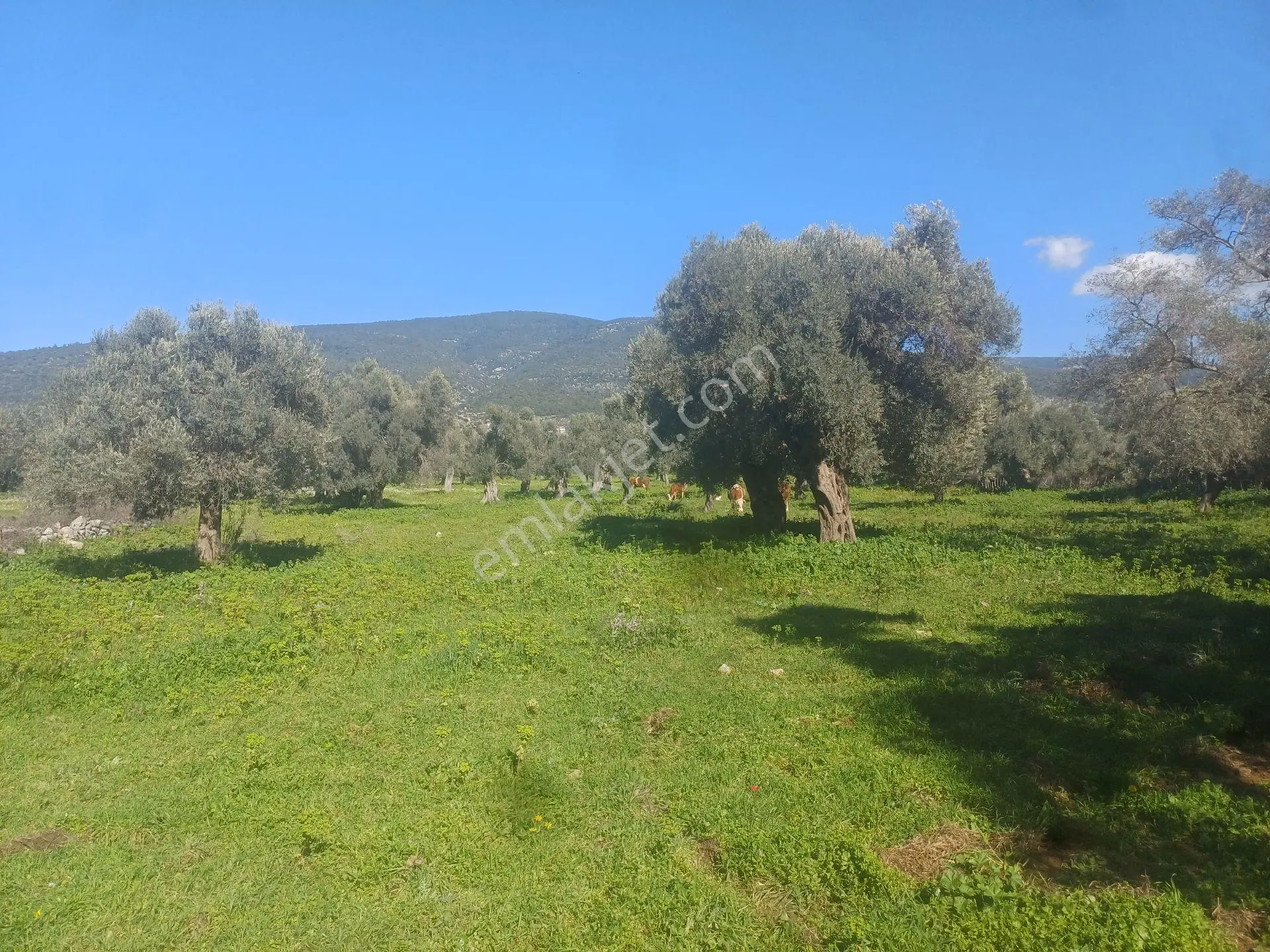 Kazikli Mahallesinde Satılık 3500 M2 Tarla - Görsel 4
