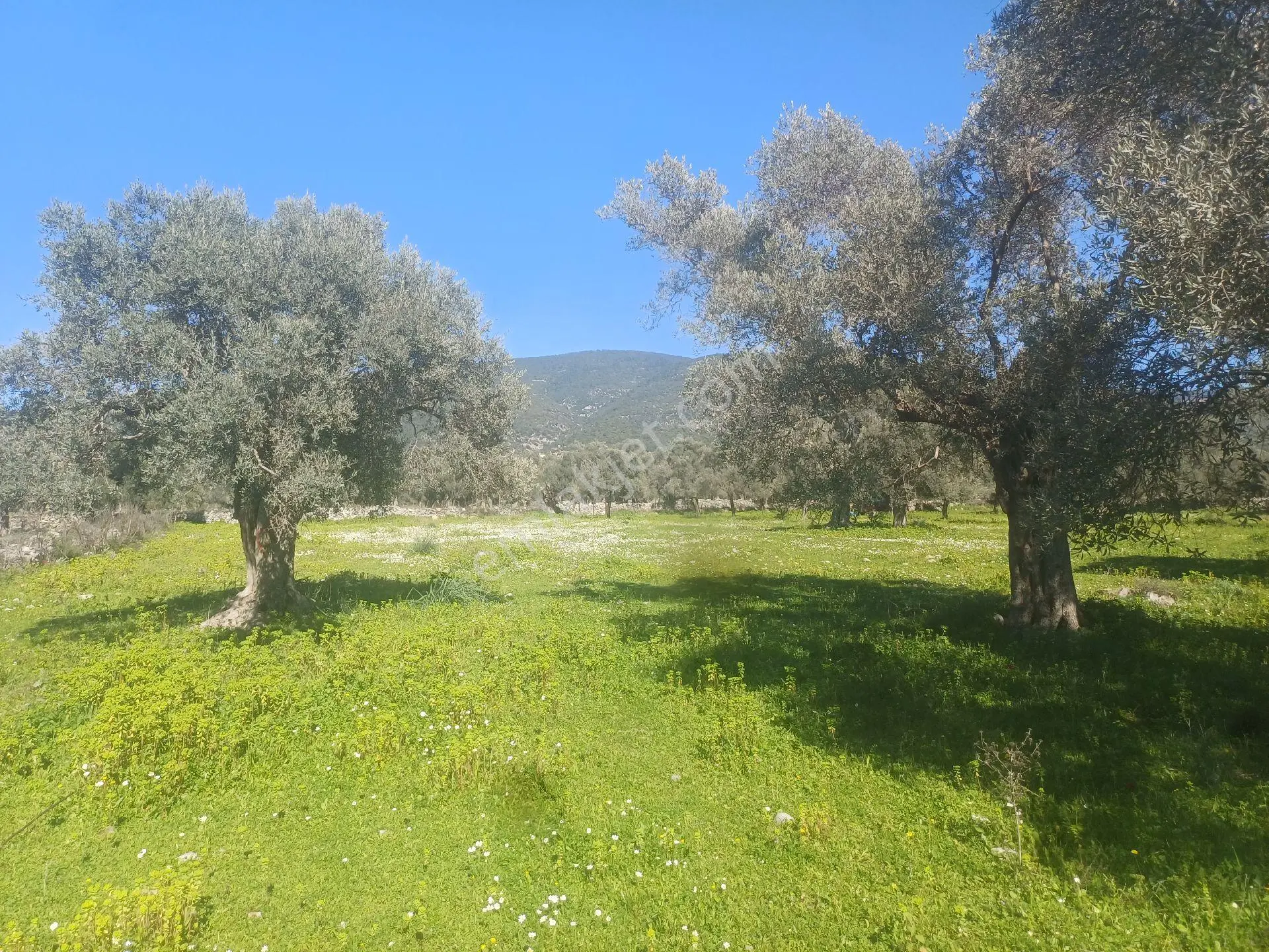 Kazikli Mahallesinde Satılık 3500 M2 Tarla - Görsel 6
