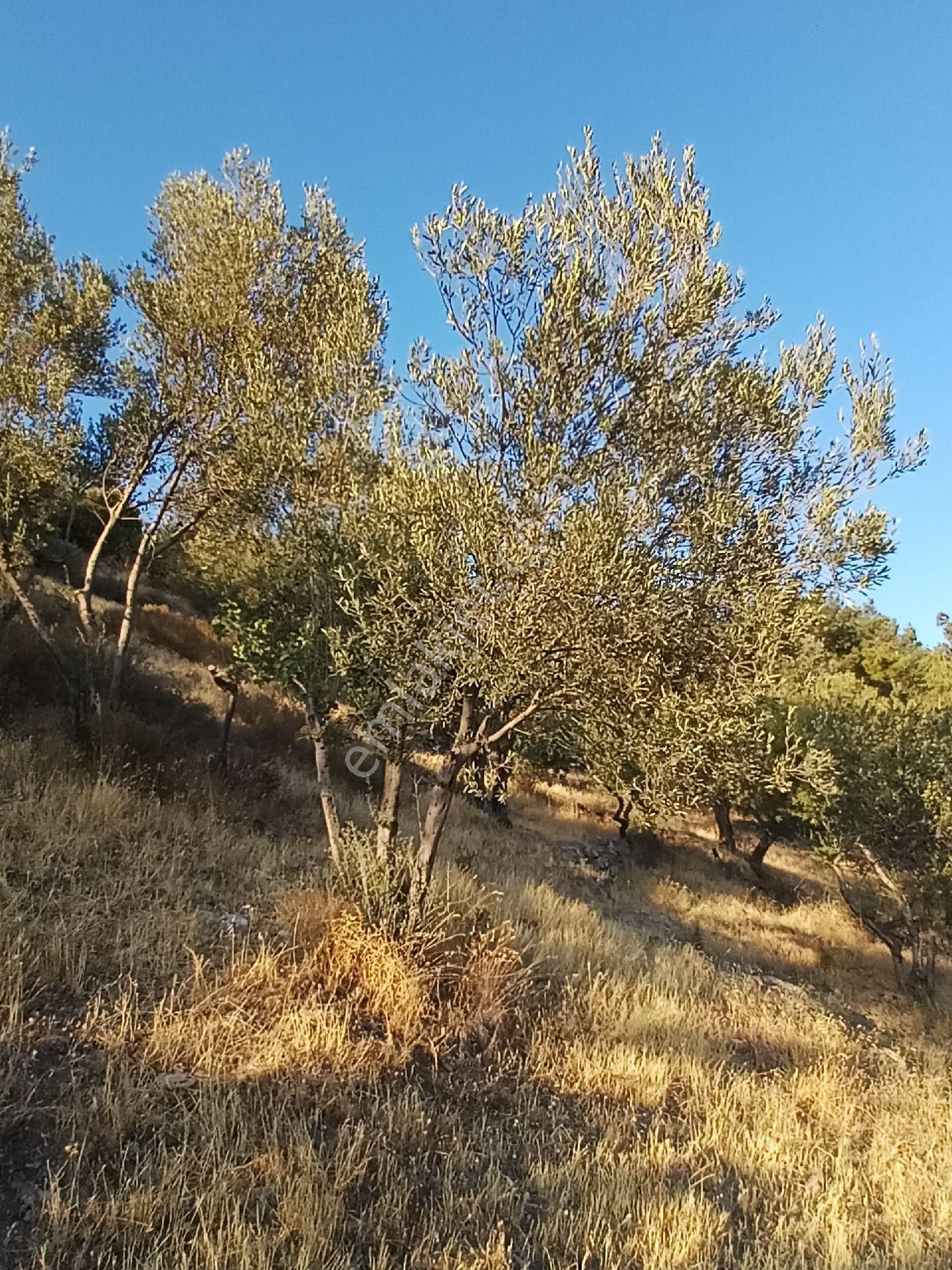 Burhaniye Bahadınlı Mahallesi'nde Satılık Zeytinlik - Görsel 30