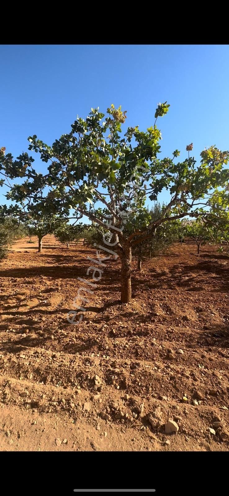 Özkanlar Gayrimenkul'den 16.500 Mt Tek Tapu Fıstık Zeytin