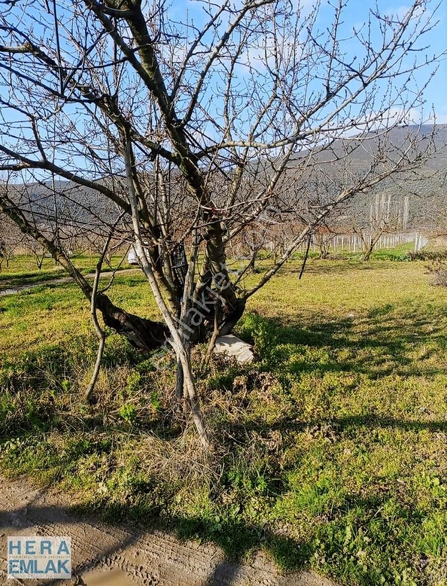 1 Dönüm Hobi Bahçesi. İznik Ovasında Yolu Mevcut - Görsel 5