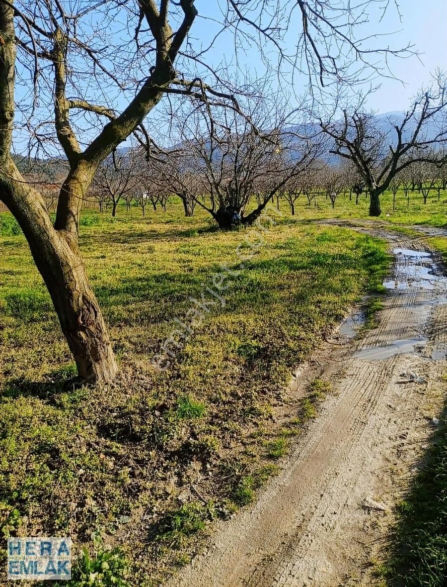 1 Dönüm Hobi Bahçesi. İznik Ovasında Yolu Mevcut - Görsel 6