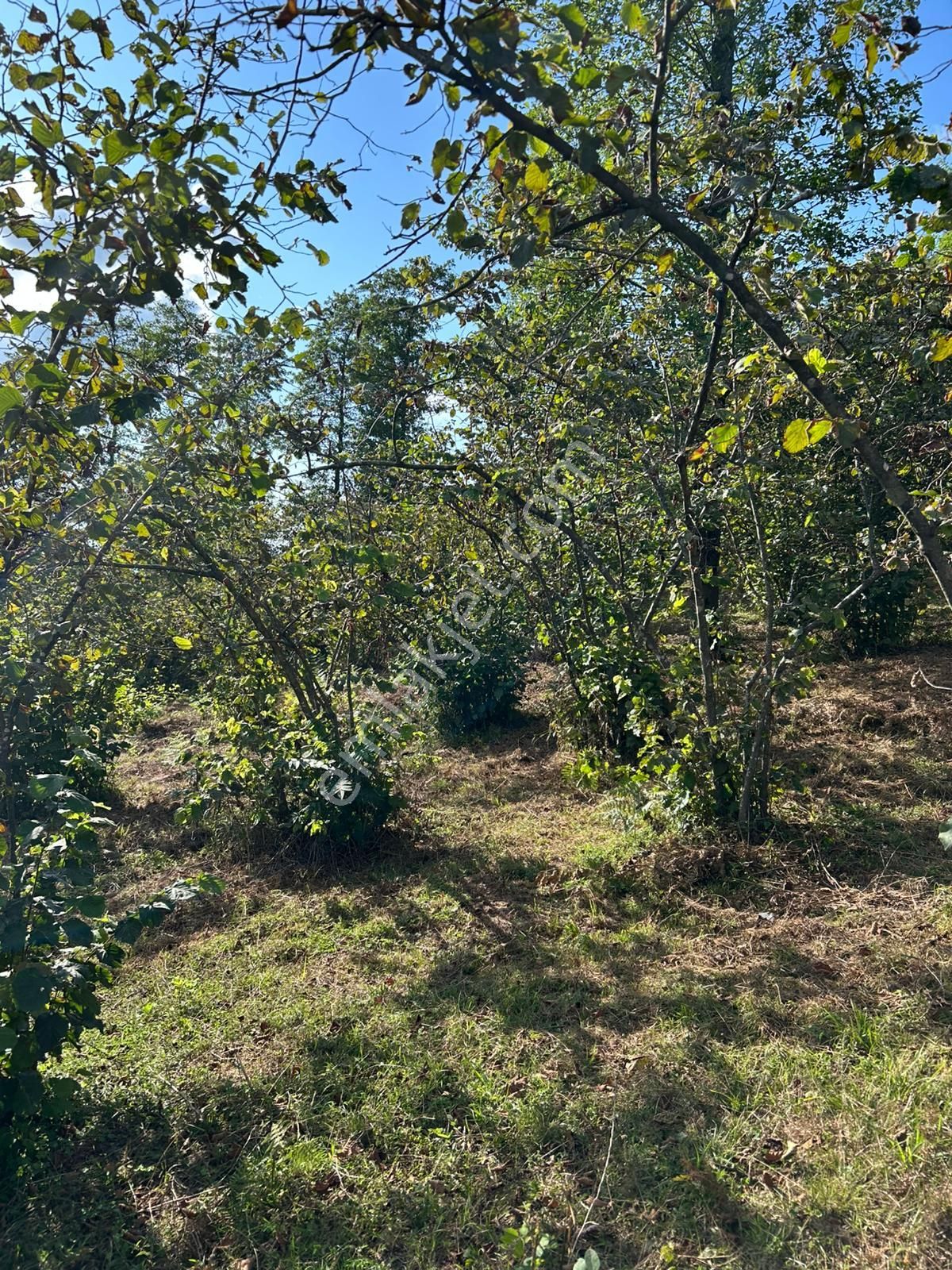 Perşembe Boğazcıkta 4.205 M2 Fındık Bahçesi - Görsel 8