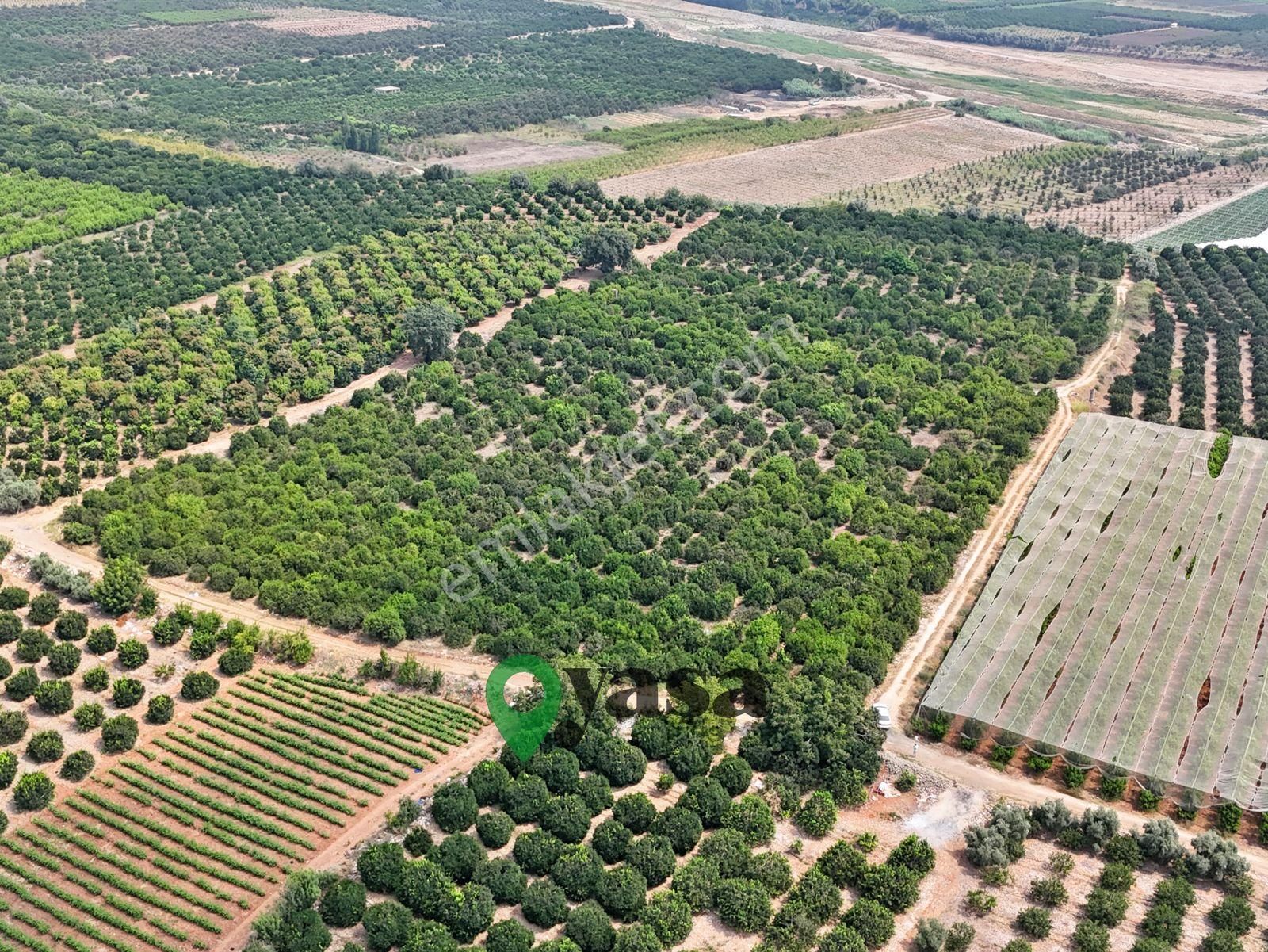 Yaşa Gyd - 30 Dönüm Damlama Sulama Sistemli Narenciye Bahçesi - Görsel 2