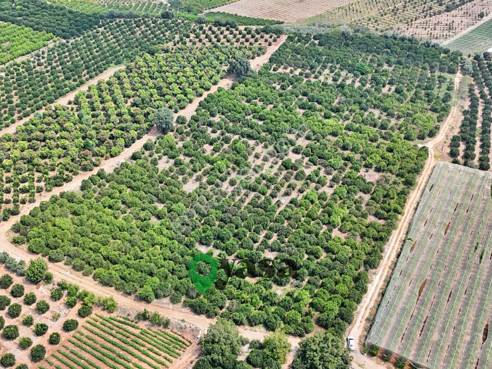 Yaşa Gyd - 30 Dönüm Damlama Sulama Sistemli Narenciye Bahçesi - Görsel 3