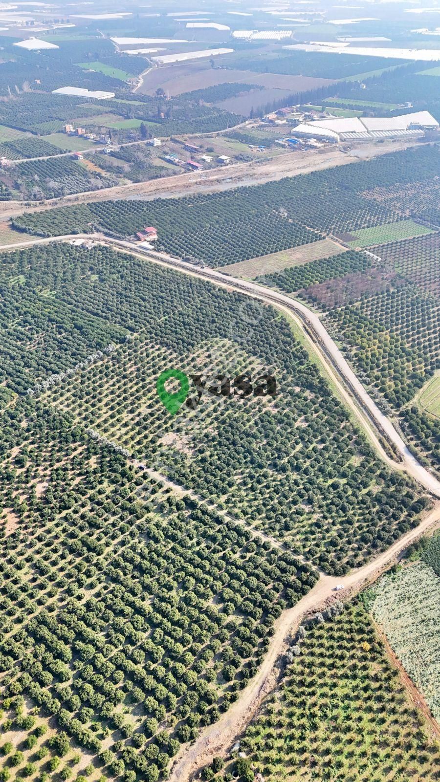 Yaşa Gyd - Akdeniz Akdamda 26 Dönüm Yetişkin Narenciye Bahçesi - Görsel 6