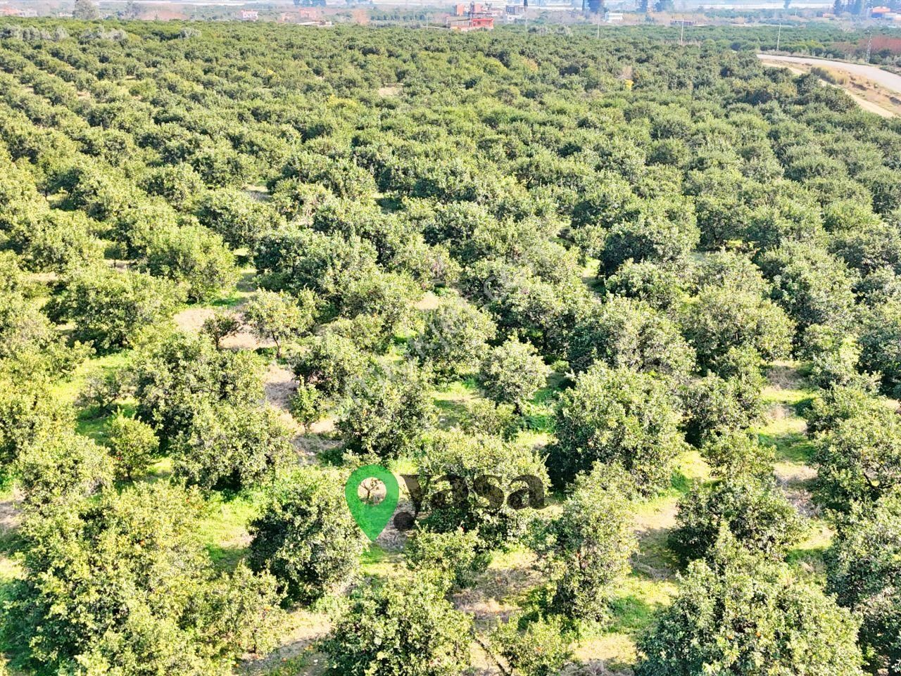 Yaşa Gyd - Akdeniz Akdamda 26 Dönüm Yetişkin Narenciye Bahçesi - Görsel 3
