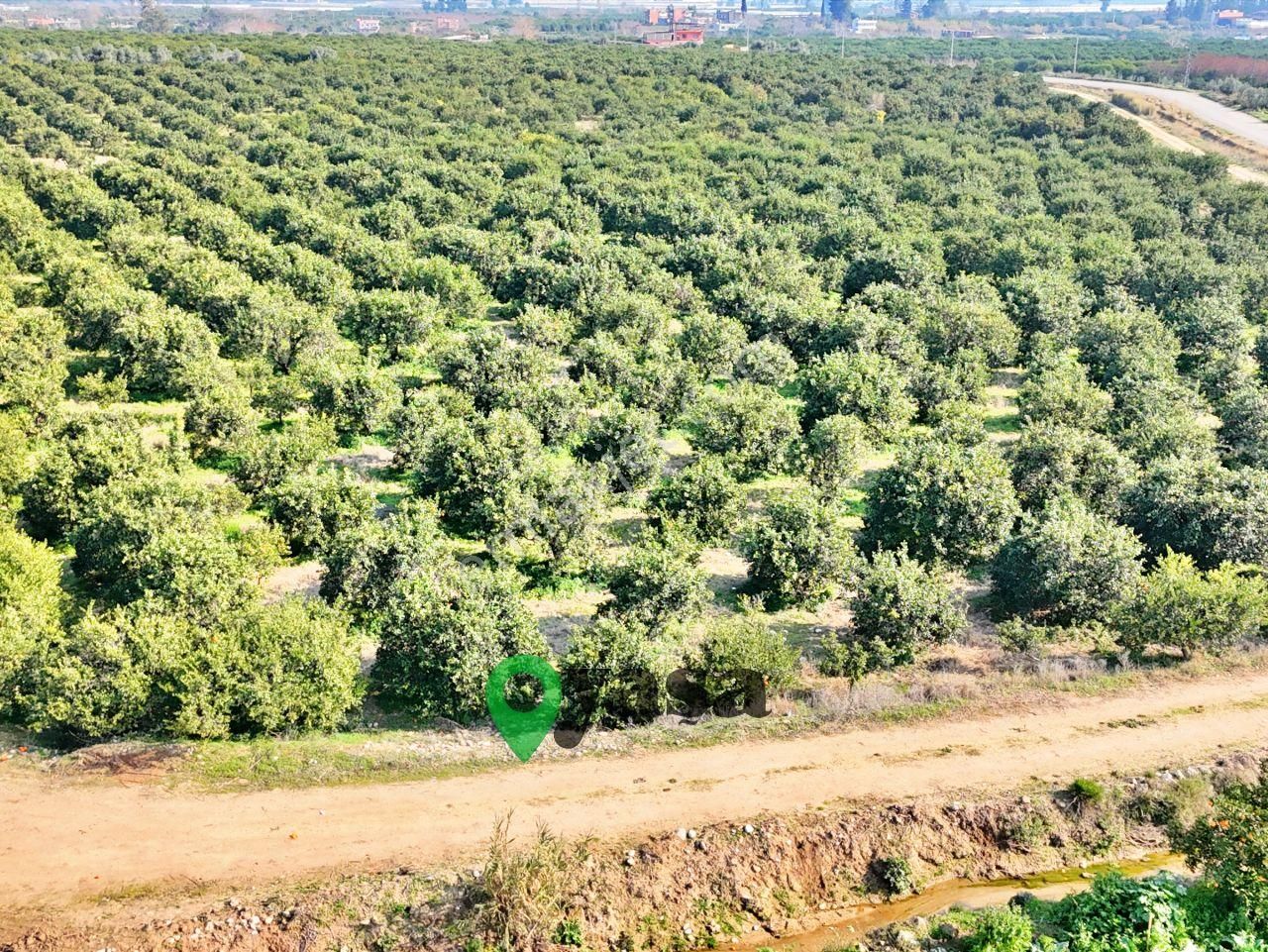 Yaşa Gyd - Akdeniz Akdamda 26 Dönüm Yetişkin Narenciye Bahçesi - Görsel 2