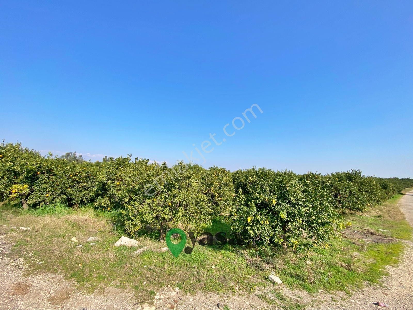 Yaşa Gyd - Akdeniz Akdamda 26 Dönüm Yetişkin Narenciye Bahçesi - Görsel 14