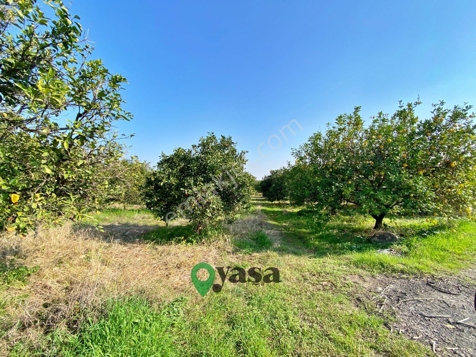 Yaşa Gyd - Akdeniz Akdamda 26 Dönüm Yetişkin Narenciye Bahçesi - Görsel 9