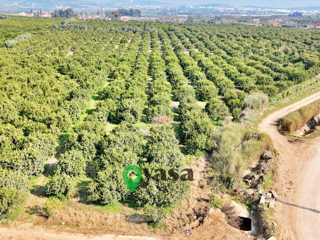 Yaşa Gyd - Akdeniz Akdamda 26 Dönüm Yetişkin Narenciye Bahçesi - Görsel 4
