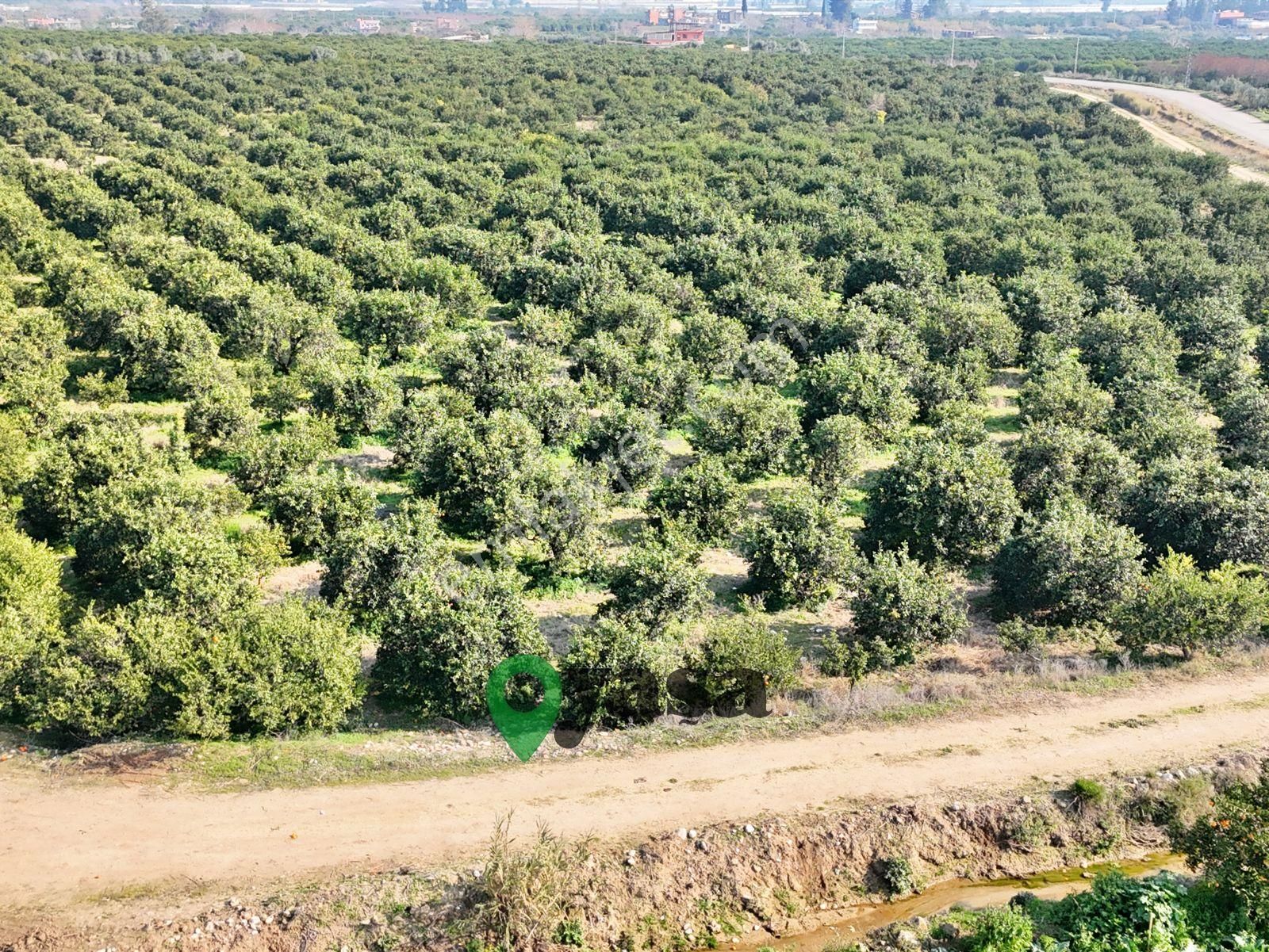 Yaşa Gyd - Akdeniz Akdamda 26 Dönüm Yetişkin Narenciye Bahçesi - Görsel 7