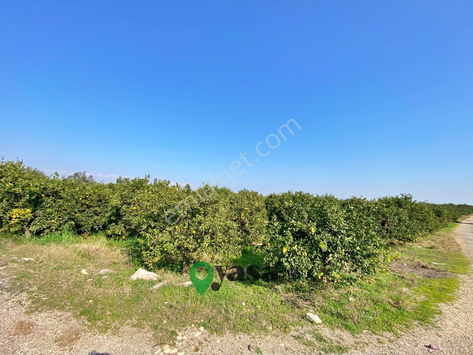 Yaşa Gyd - Akdeniz Akdamda 26 Dönüm Yetişkin Narenciye Bahçesi - Görsel 15